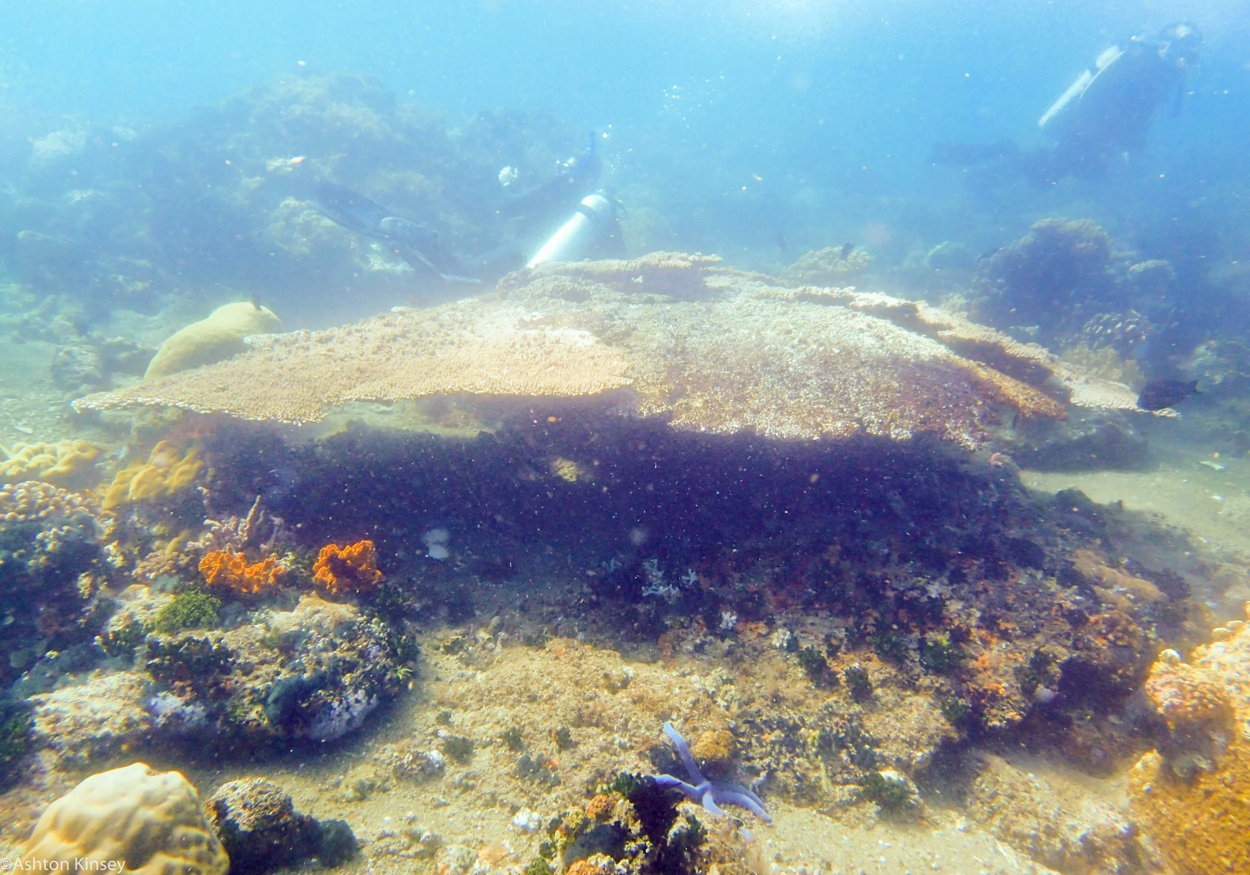 Coconut Point Coral Dive 16-4.jpg
