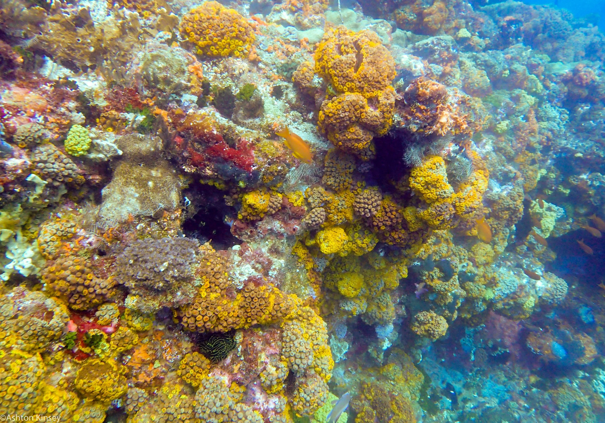 Coconut Point Coral Dive 16-5.jpg