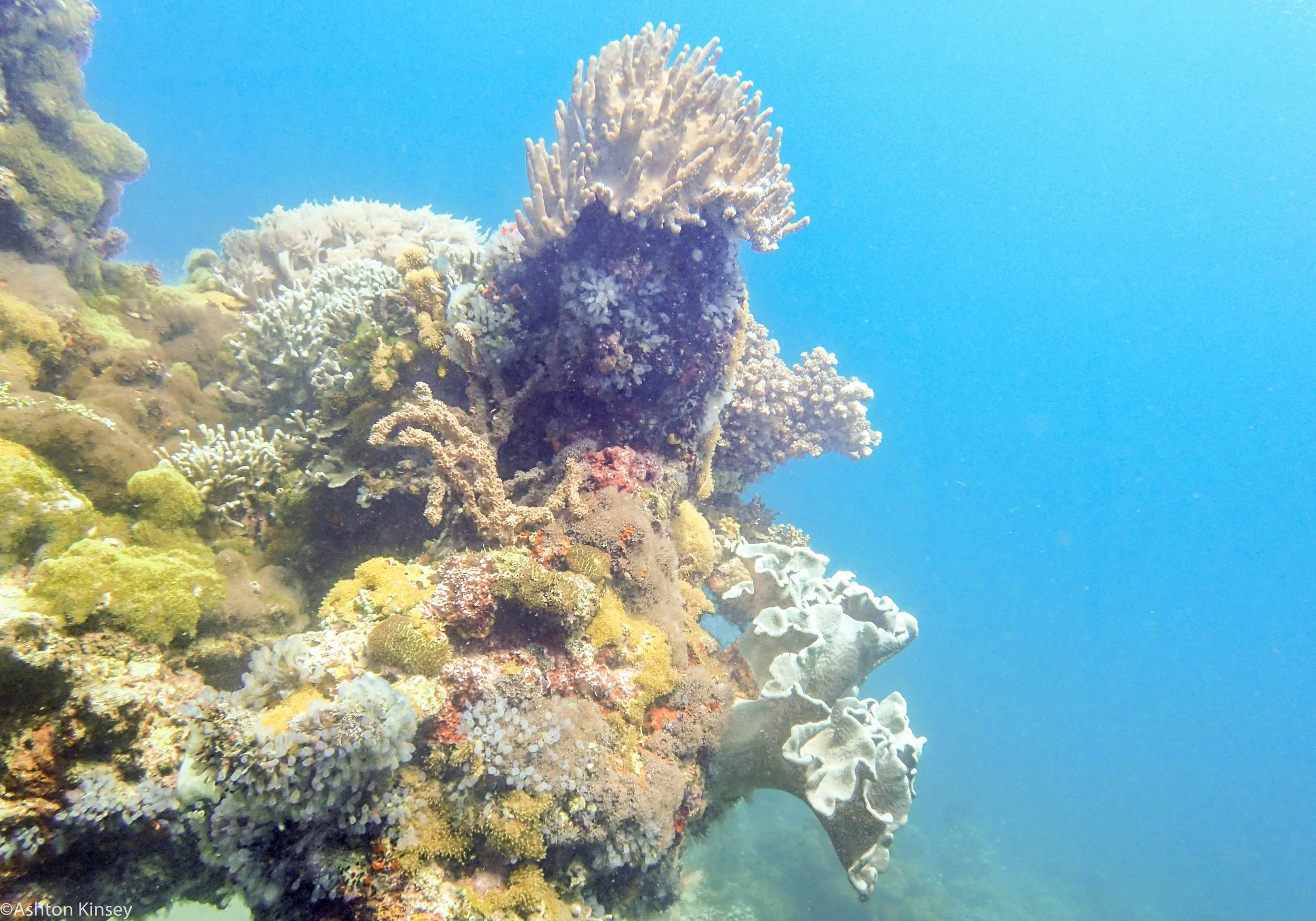 Coconut Point Corals Dive 16.jpg