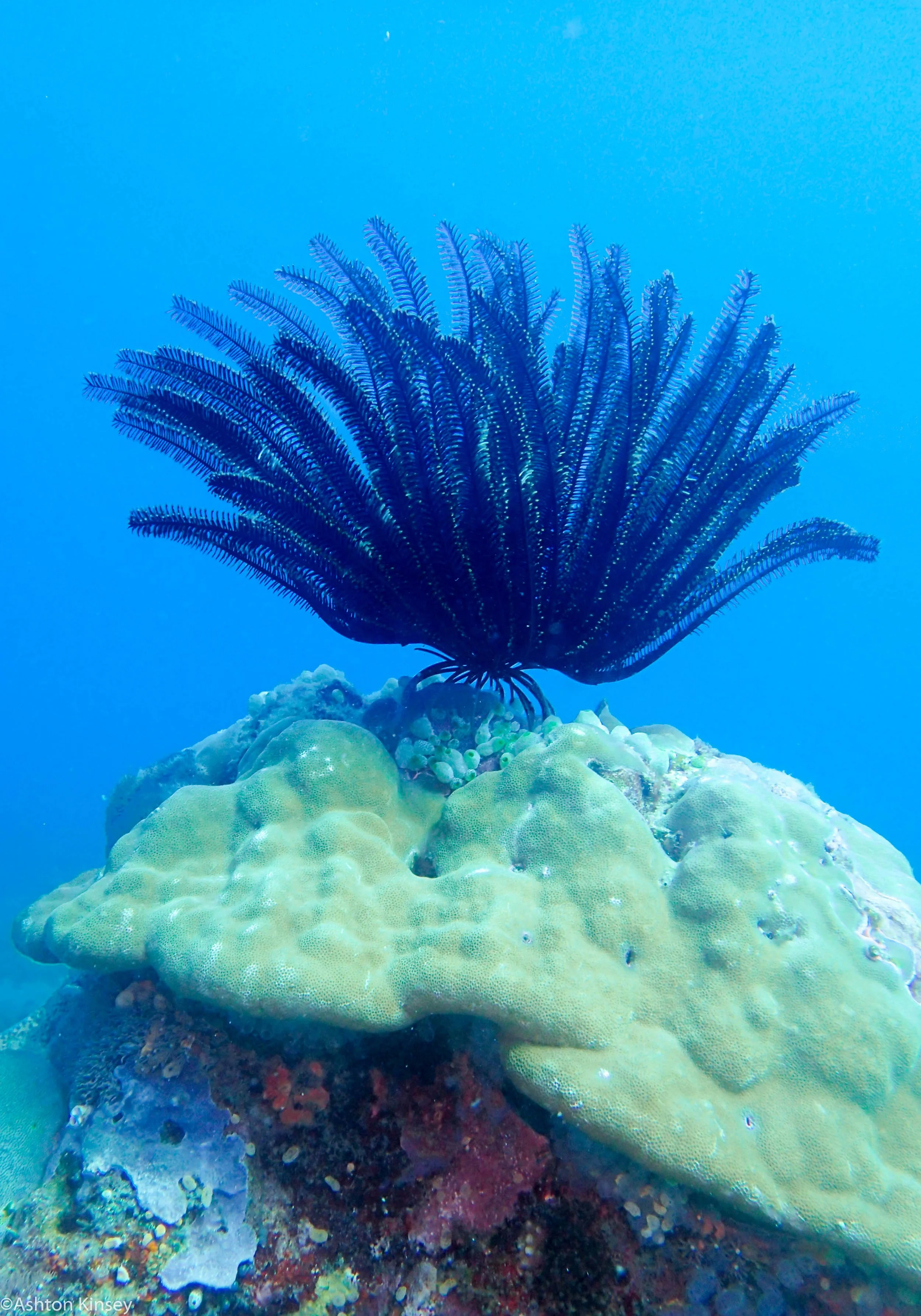 Coconut Point Feather Star Dive 16.jpg
