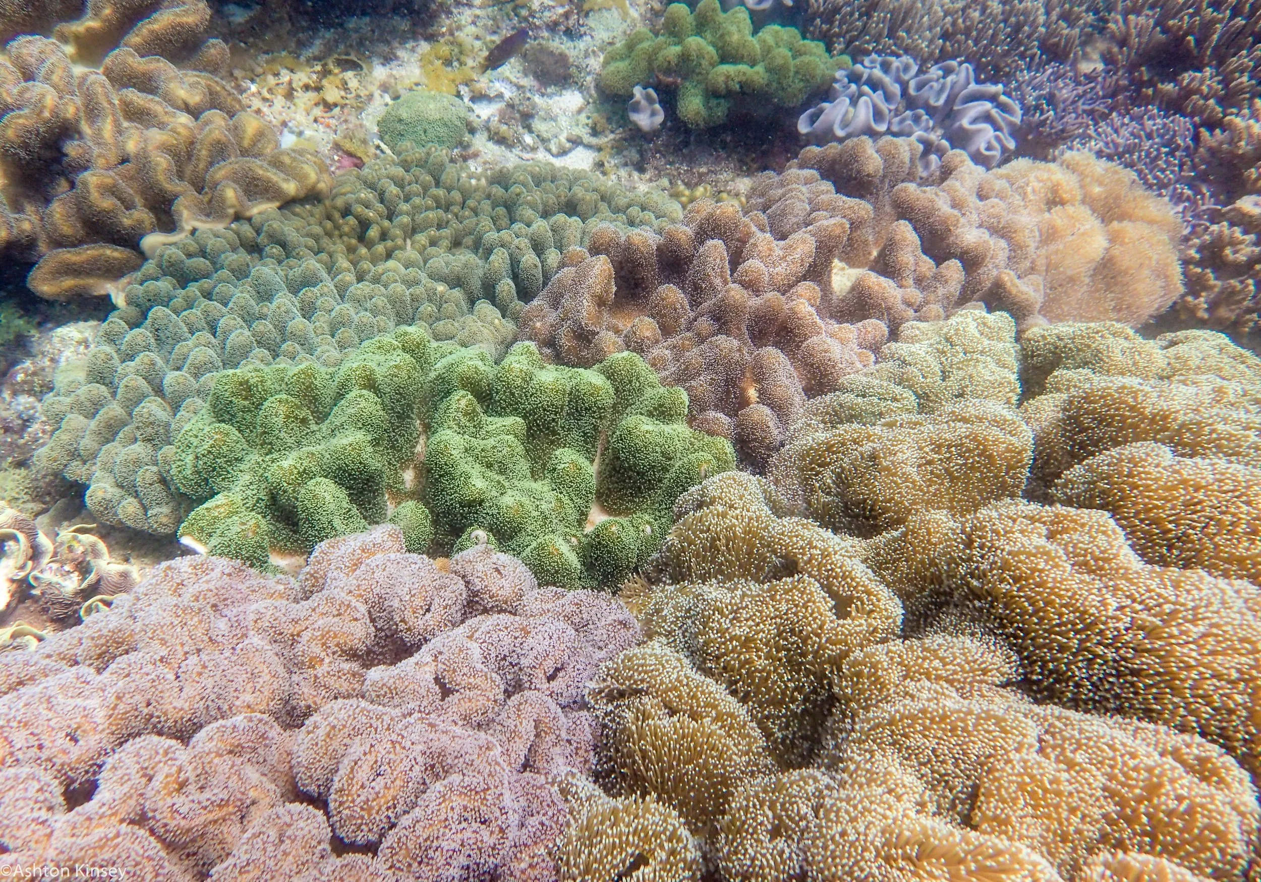 Katipanan Apo Corals Dive 8.jpg