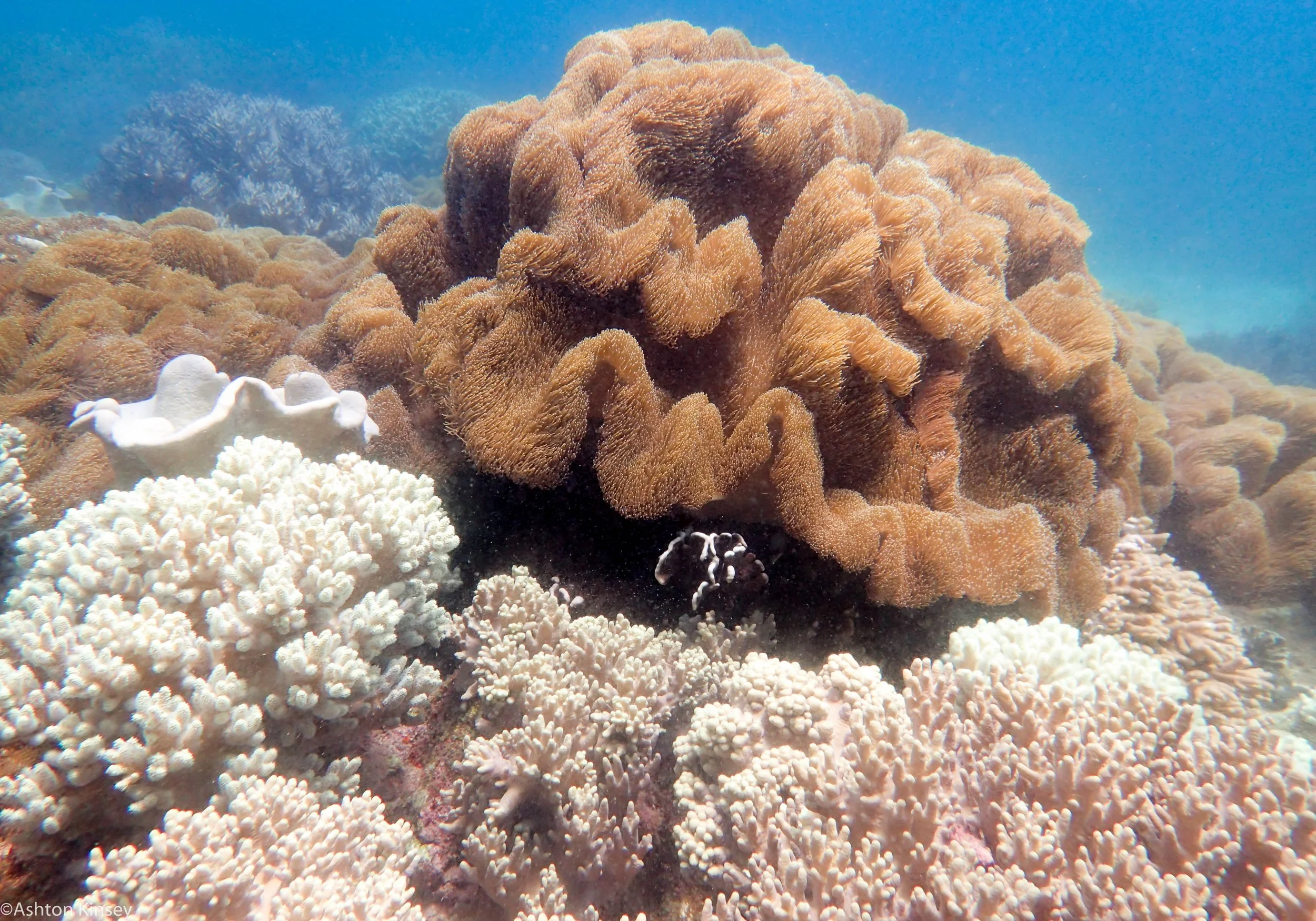 Katipanan Apo Corals Dive 8-2.jpg
