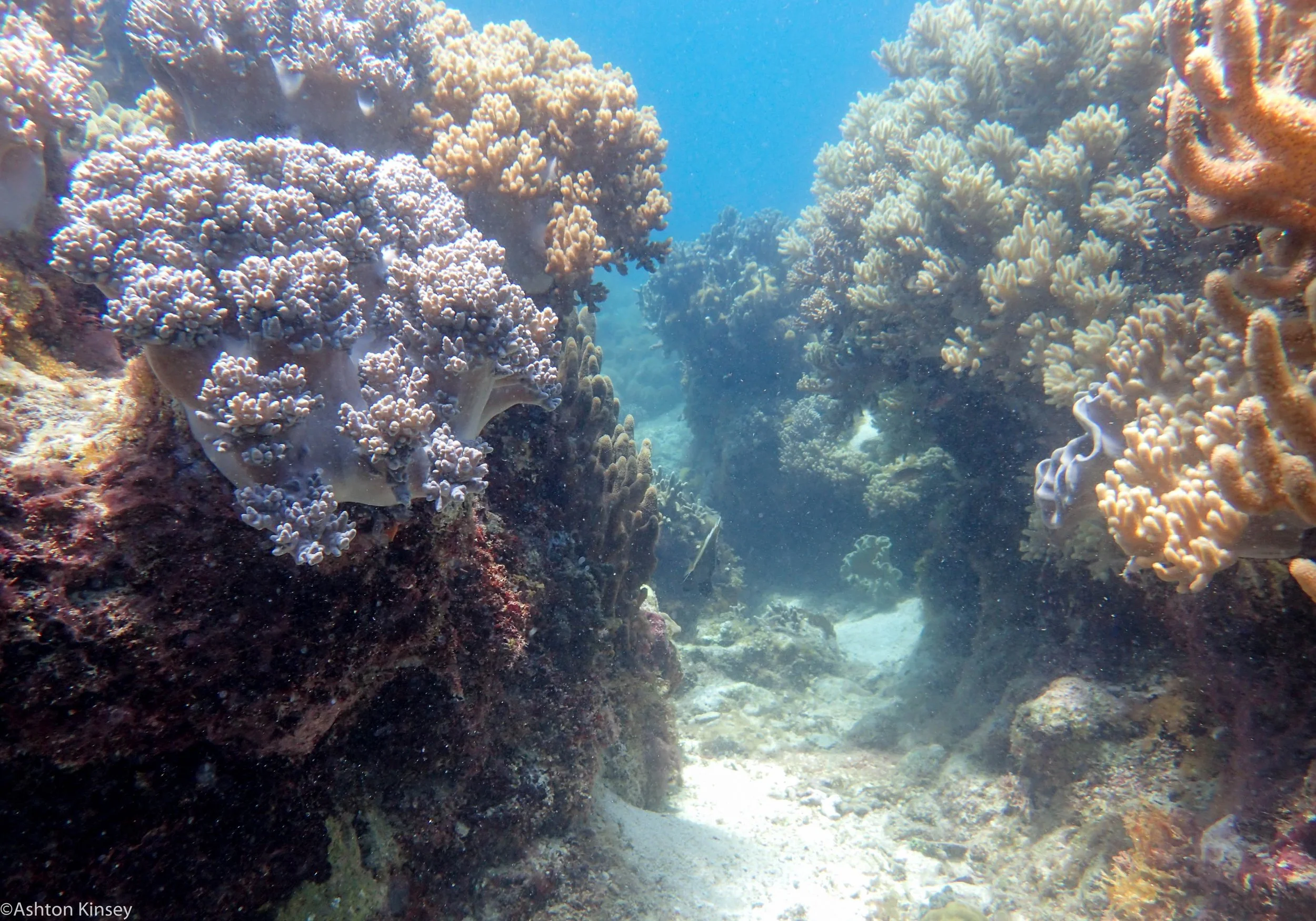 Katipanan Apo Corals Dive 8-3.jpg