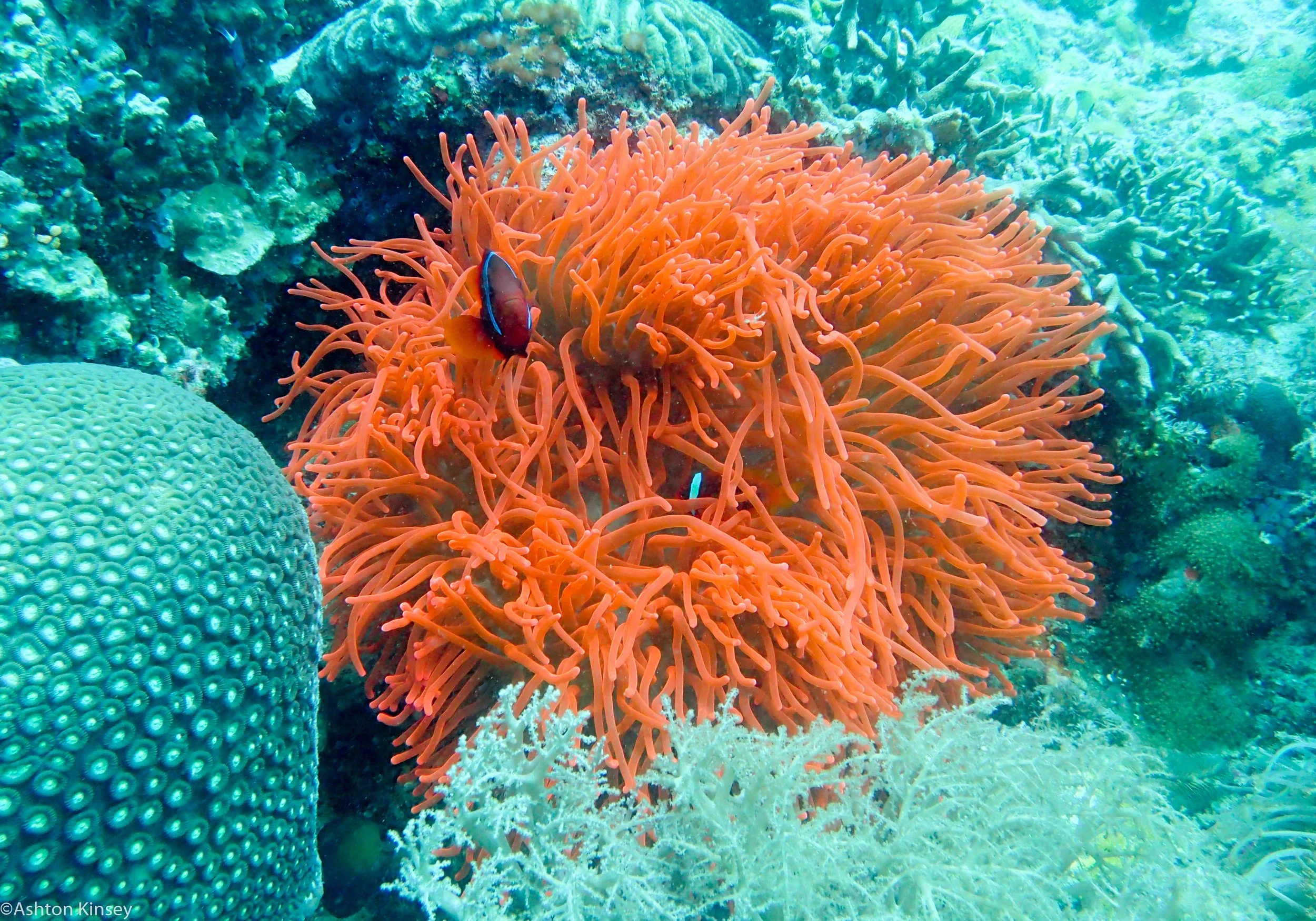 Katipanan Tomato Clown and Nem Dive 8.jpg