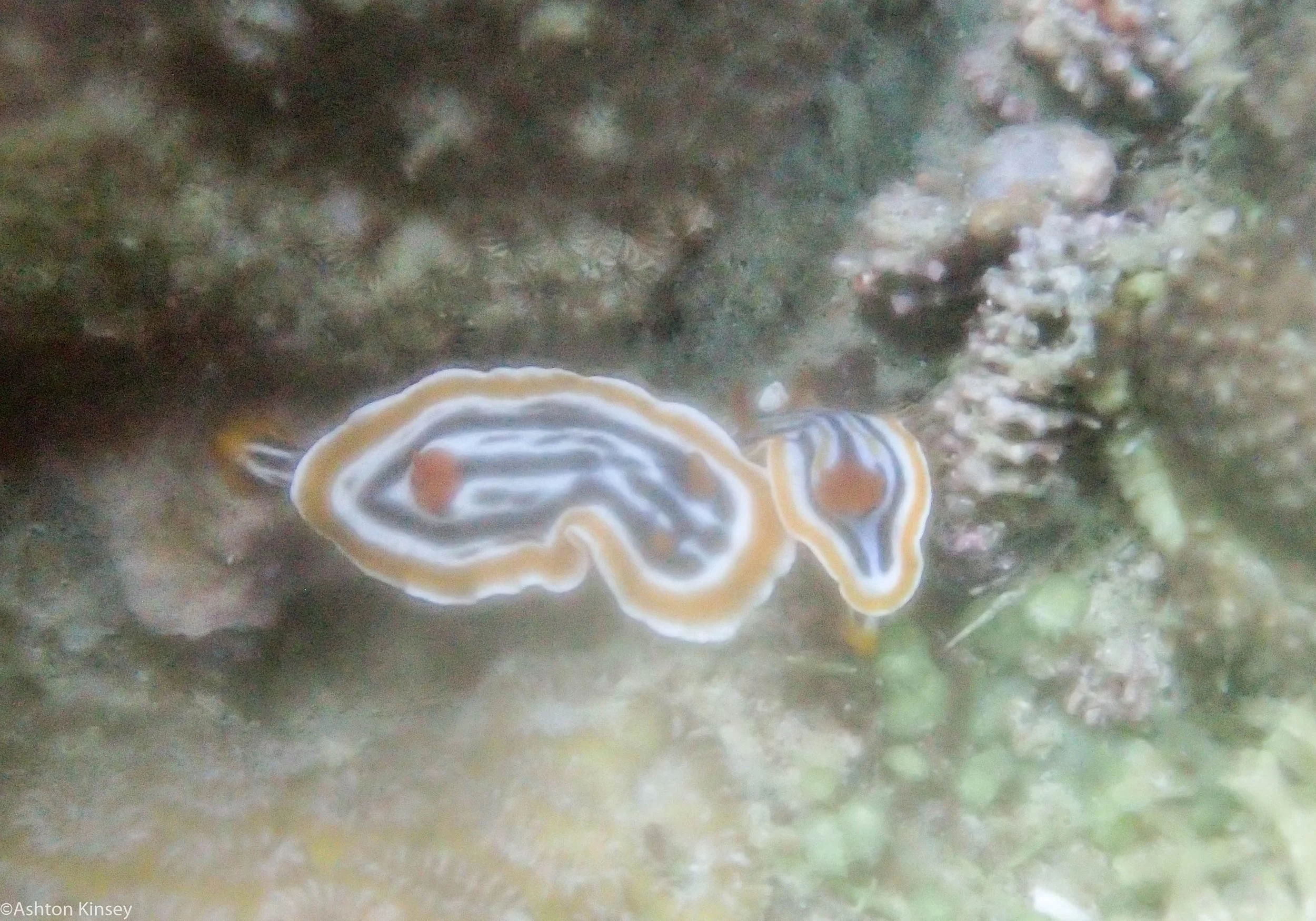 Katipanan Chromodoris magnifica Dive 17.jpg