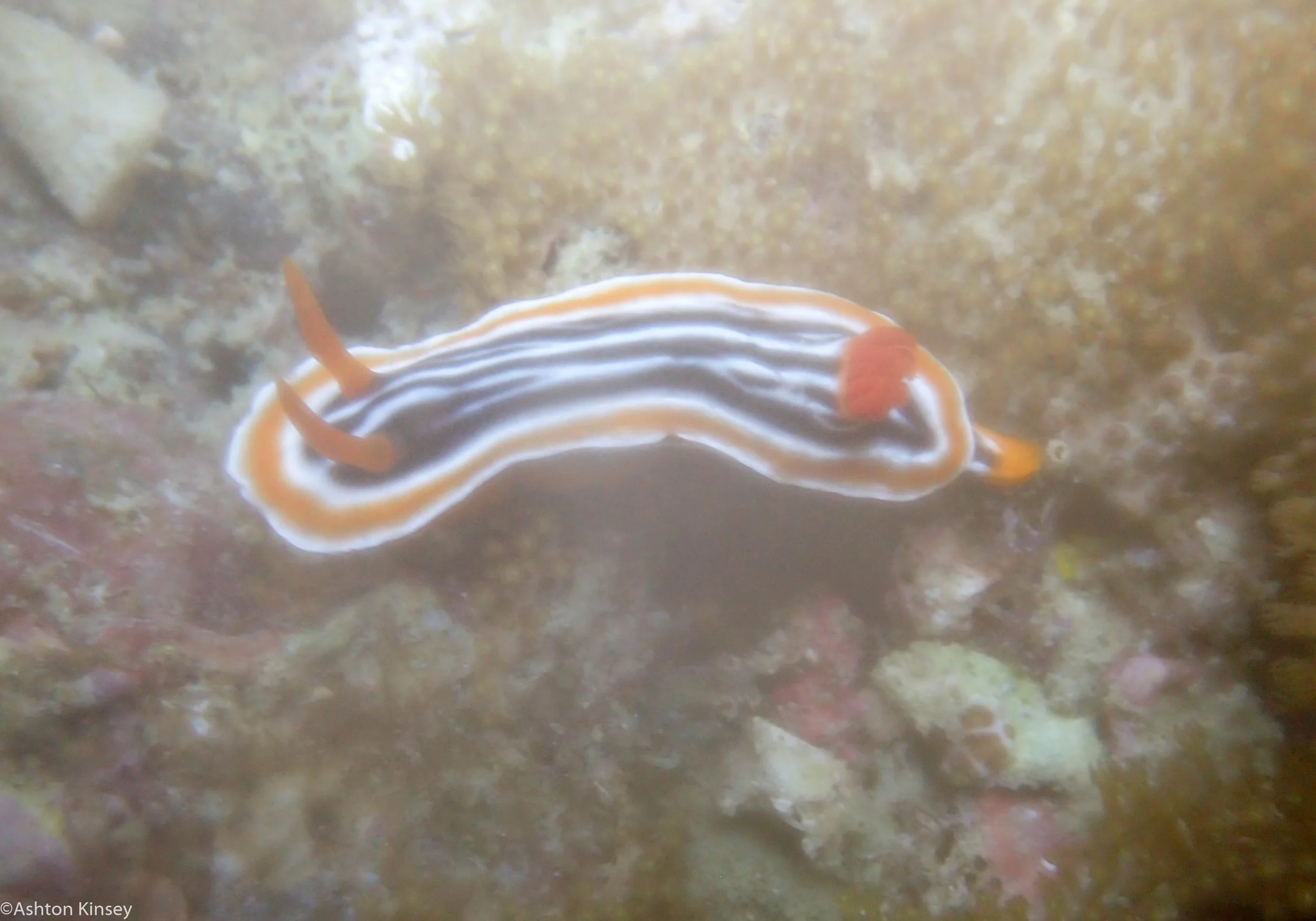 Katipanan Chromodoris magnifica Dive 17-2.jpg