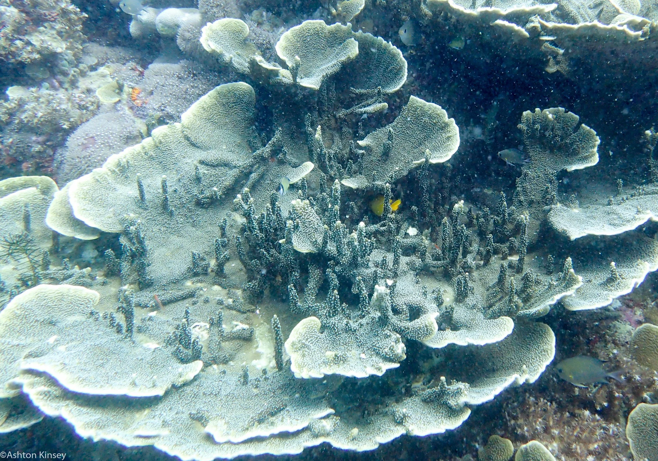 Rock West Apo Corals Dive 9.jpg