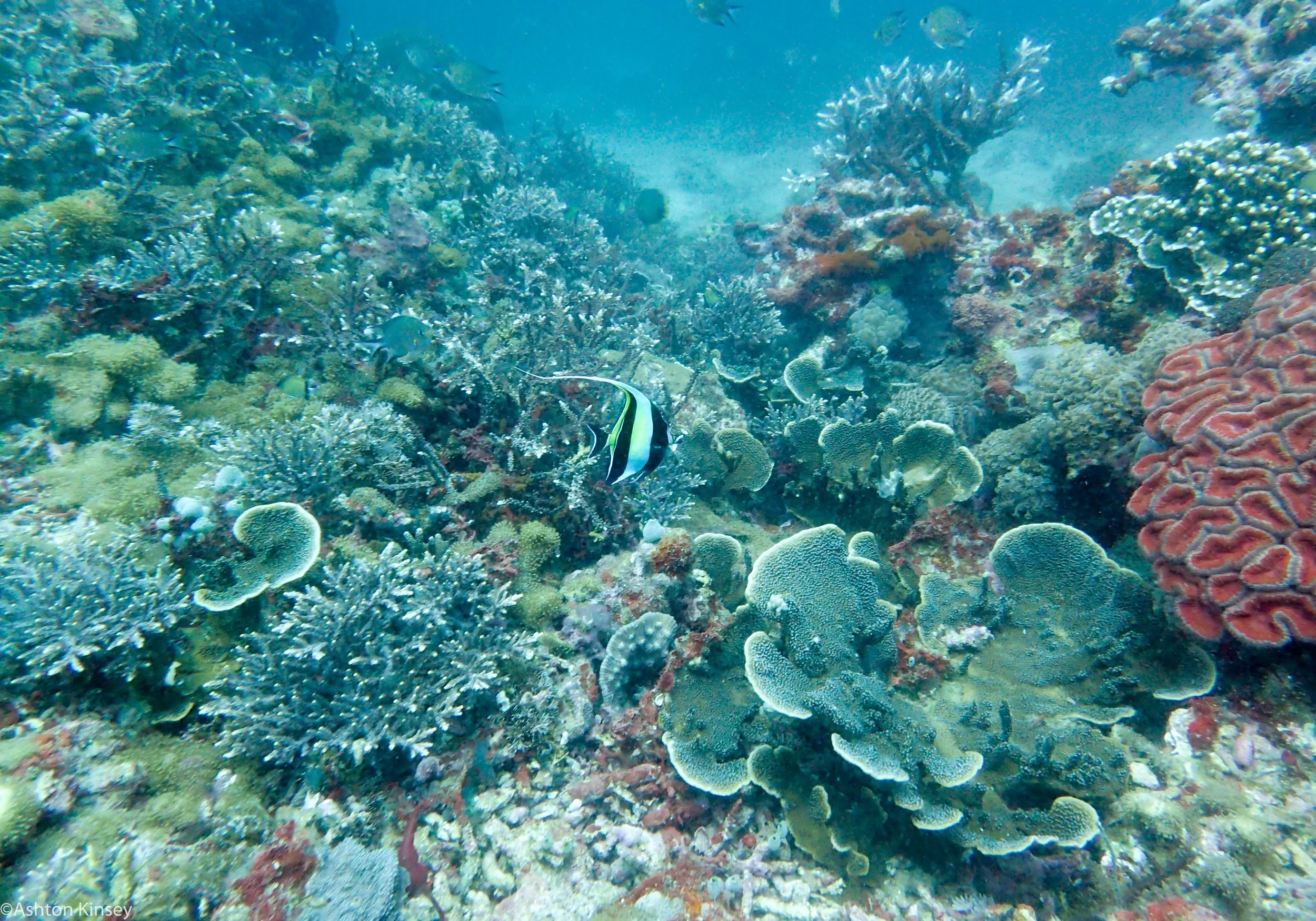 Rock West Apo Corals Dive 9-2.jpg