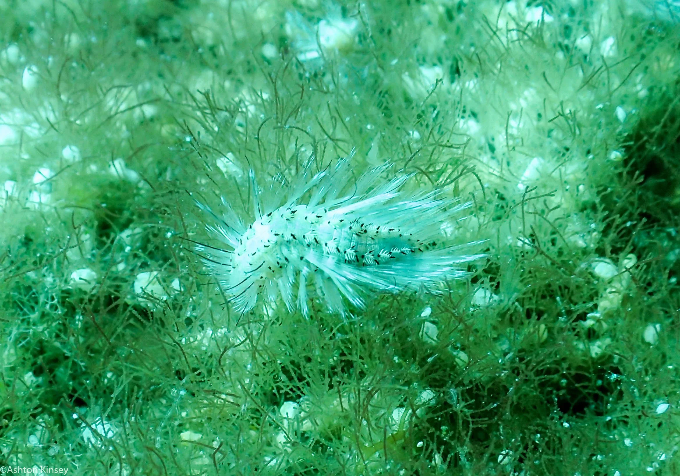 Rock West Bristle Worm Dive 9.jpg