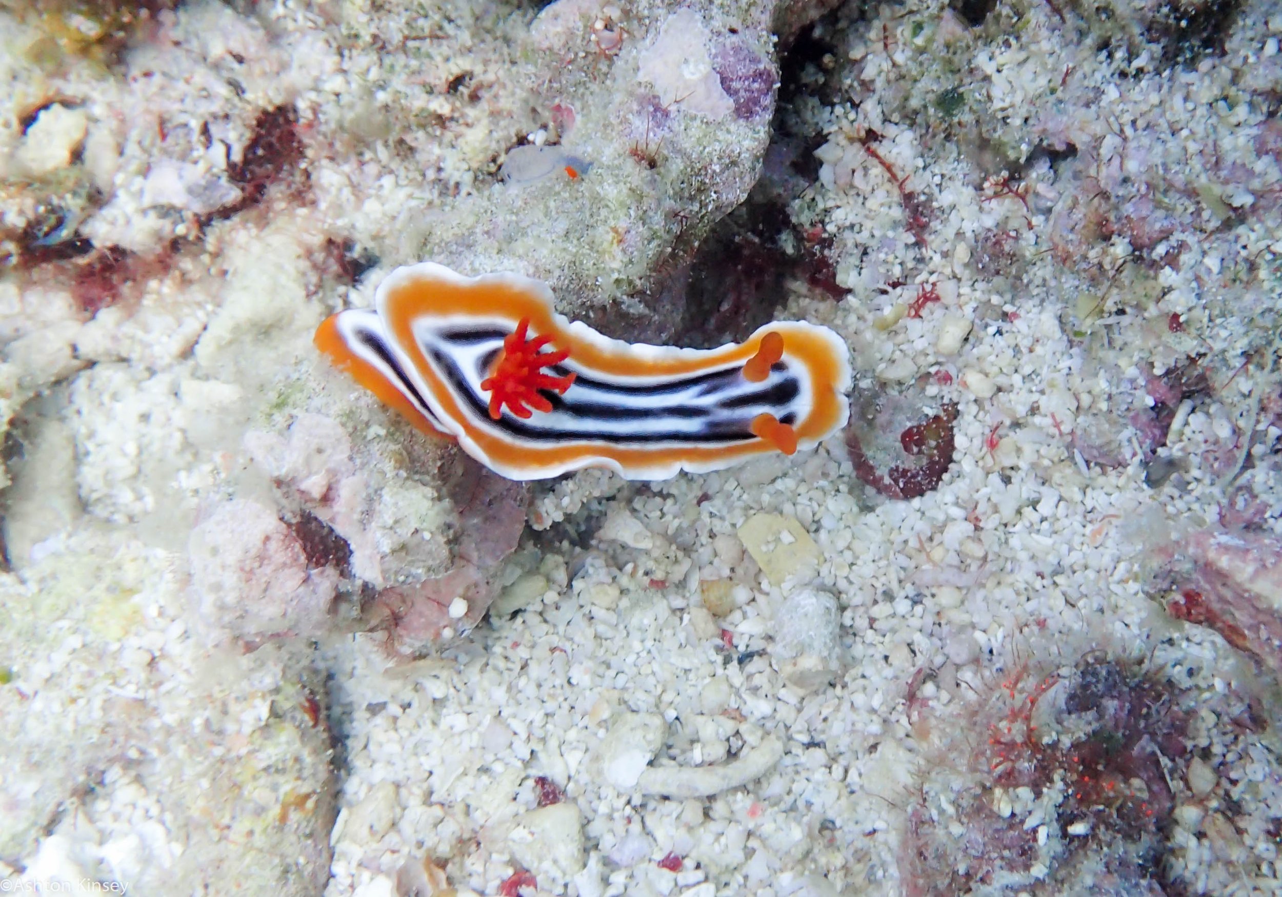Rock West Chromodoris magnifica Dive 9.jpg