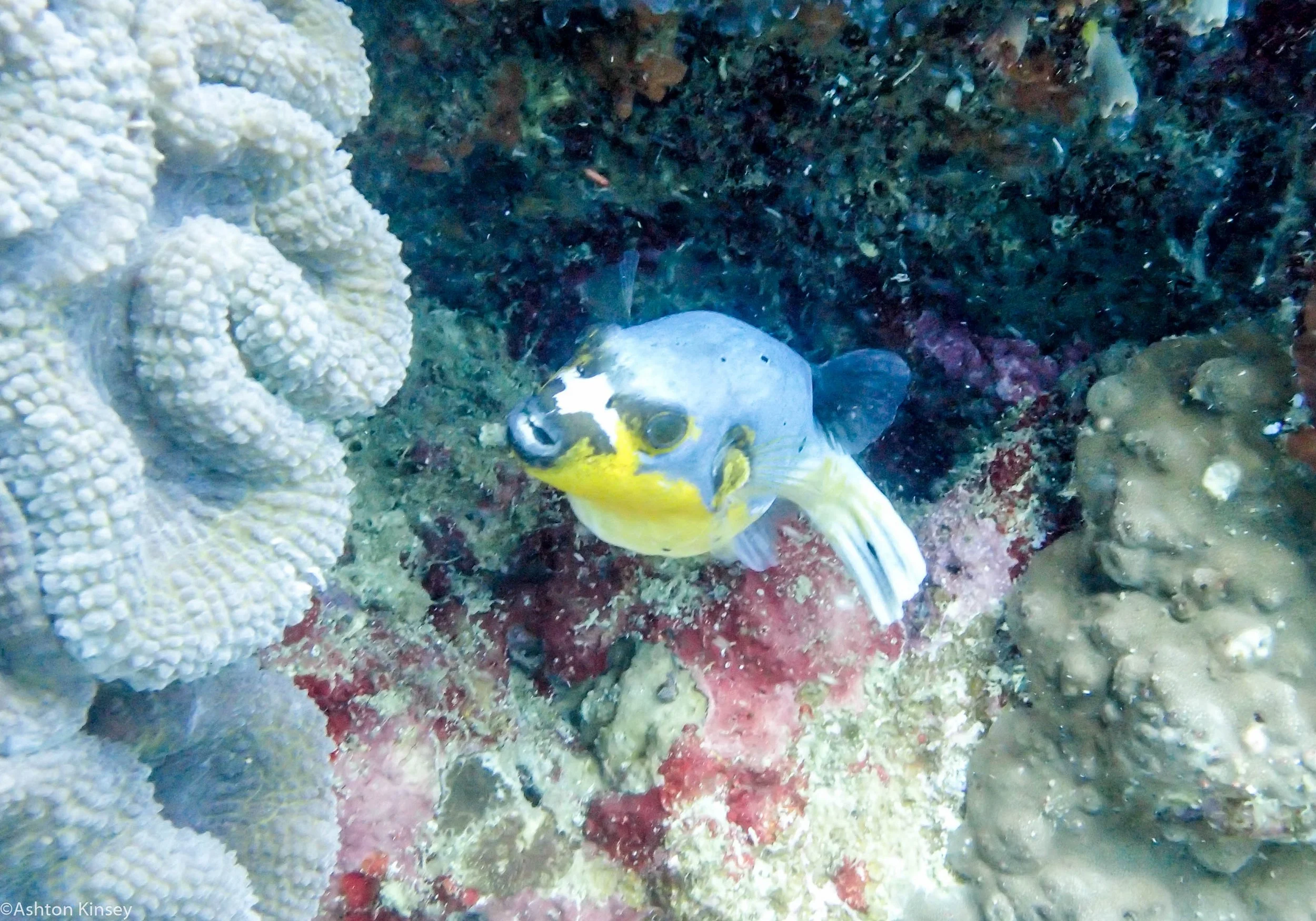 Rock West Dog Faced Puffer Dive 9.jpg