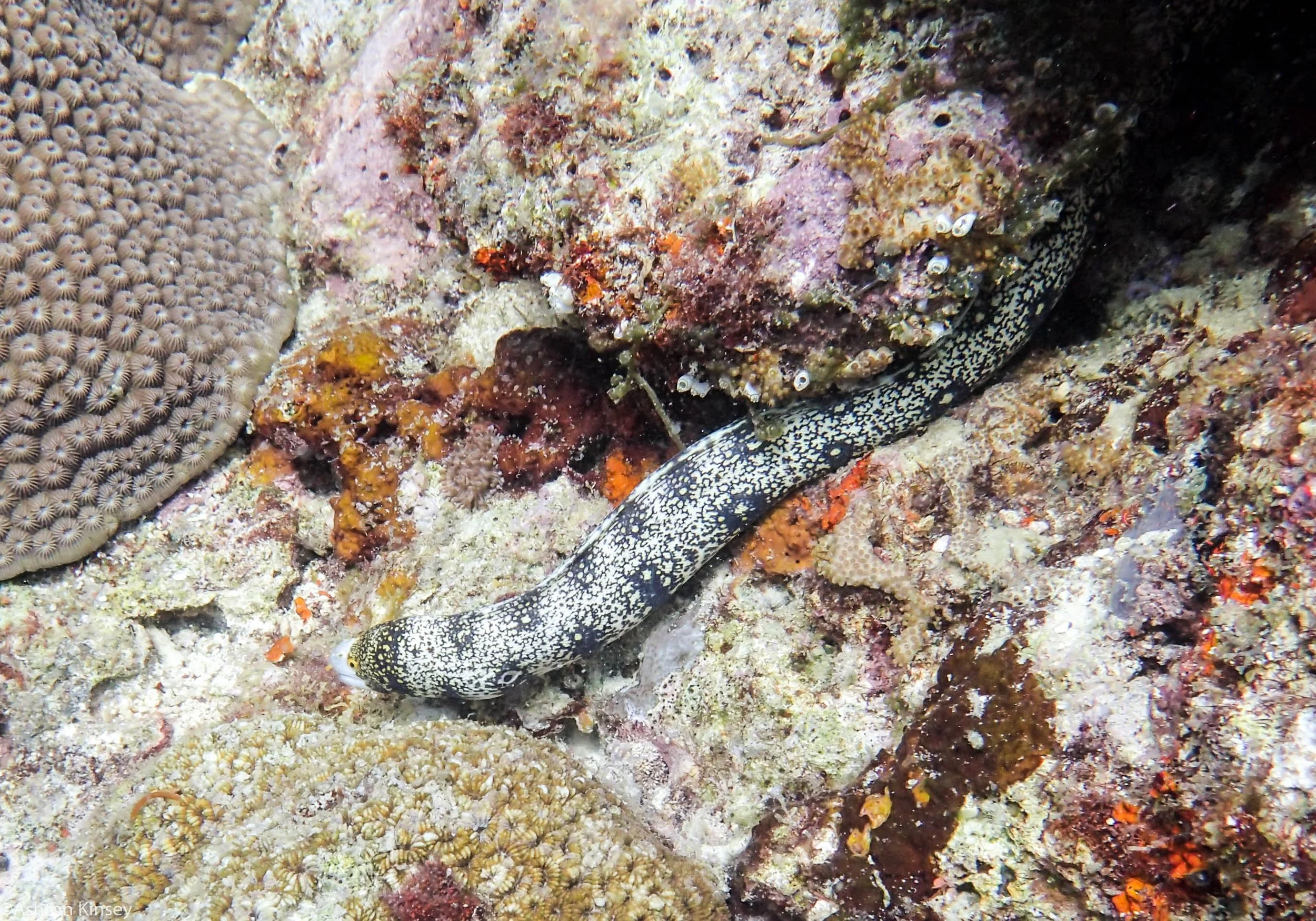 Rock West Snowflake Eel Dive 9.jpg