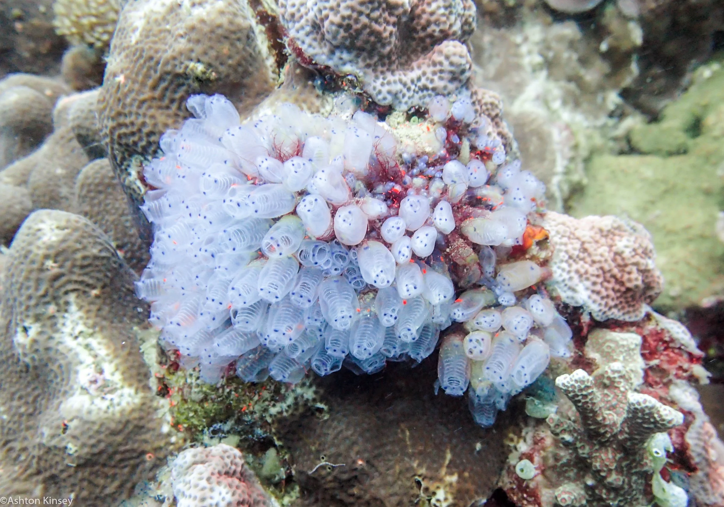 Rock West Turnacates Dive 9.jpg