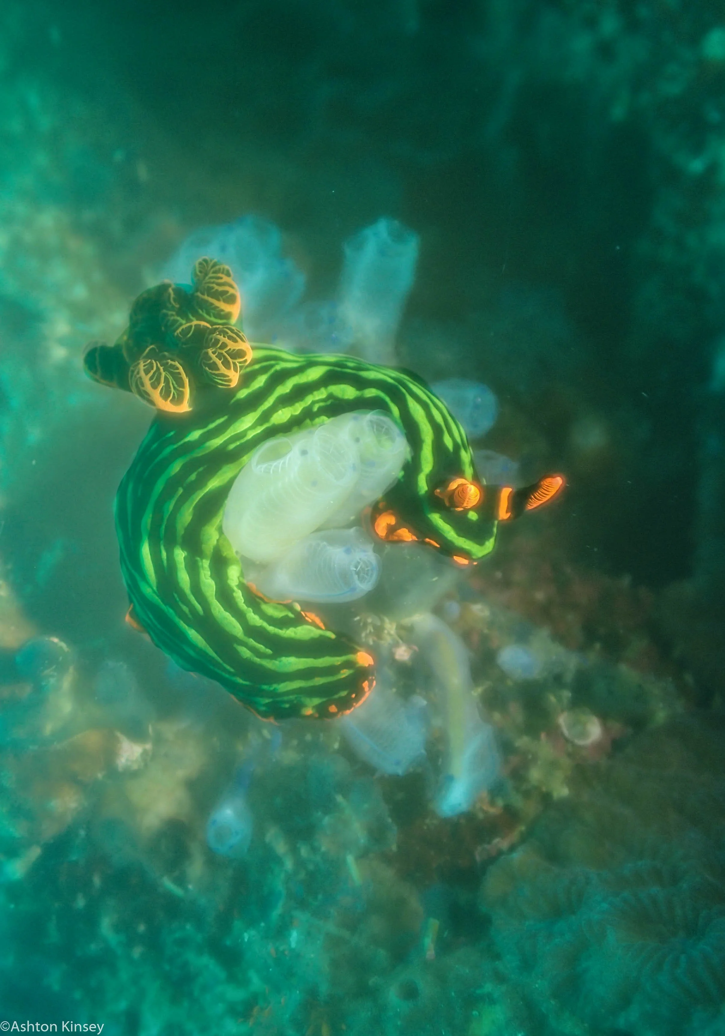 Rock West Nembrotha kubaryana Dive 18.jpg