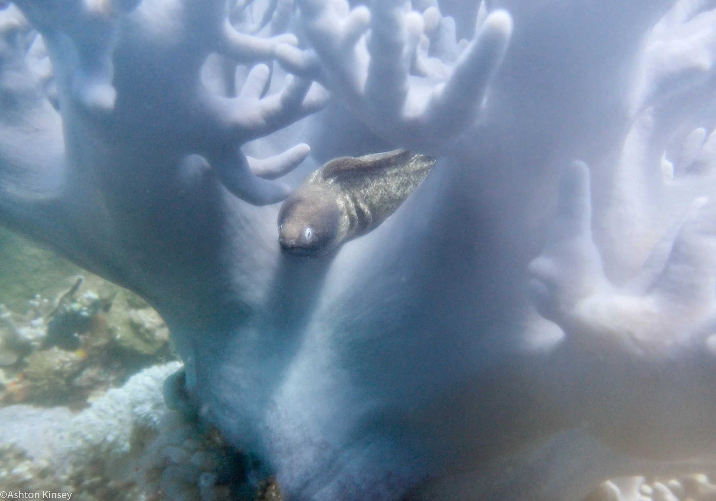 Rock West White Eyed Moray Dive 18.jpg