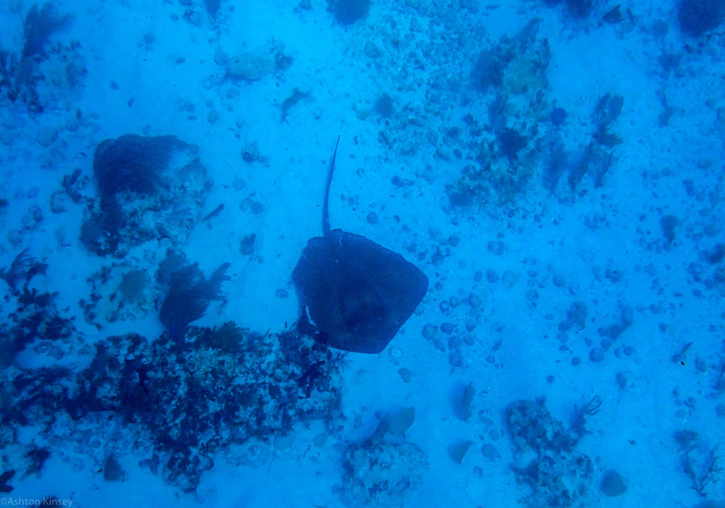 Southern Ray.jpg