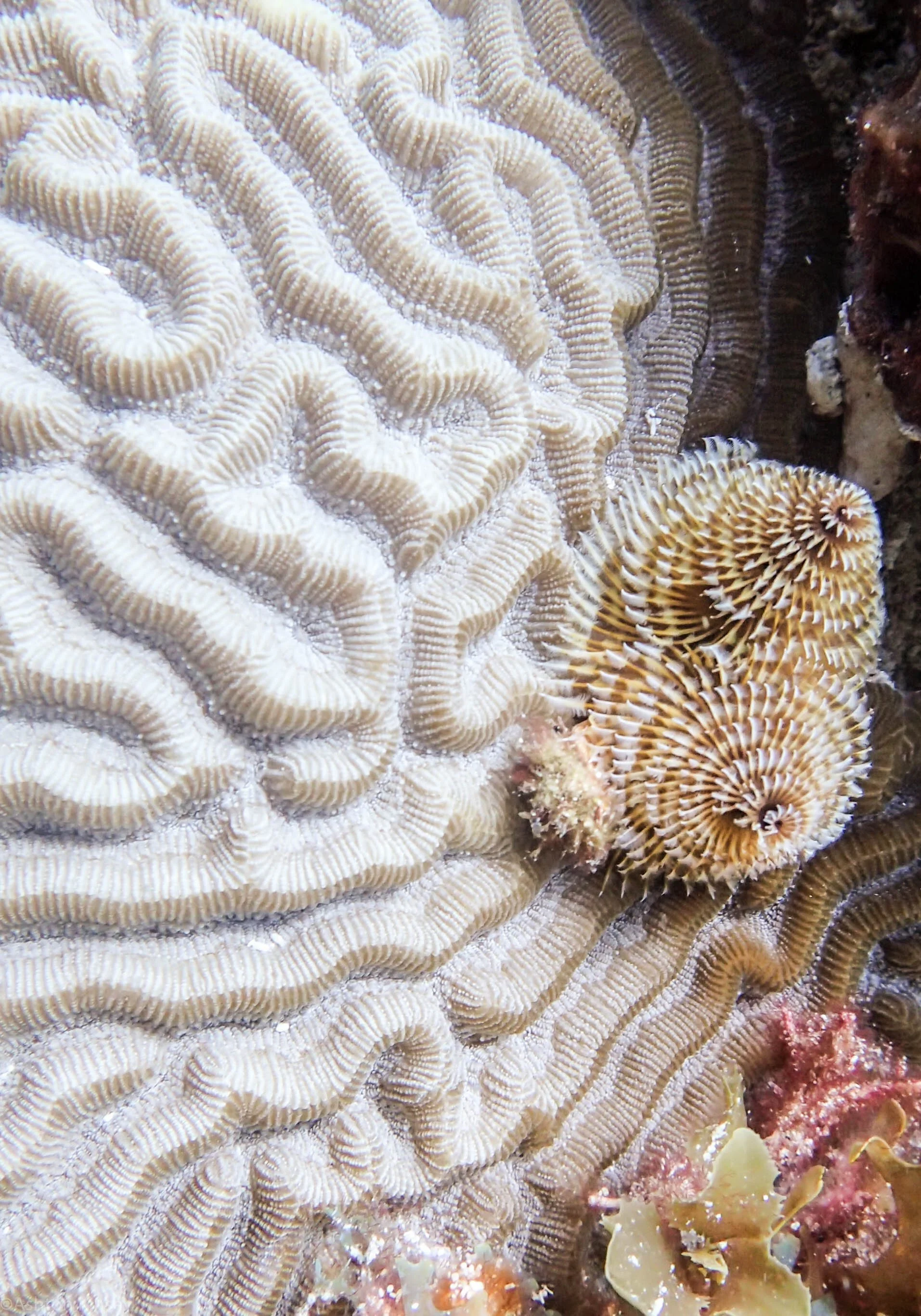 Southern Ray-2.jpg