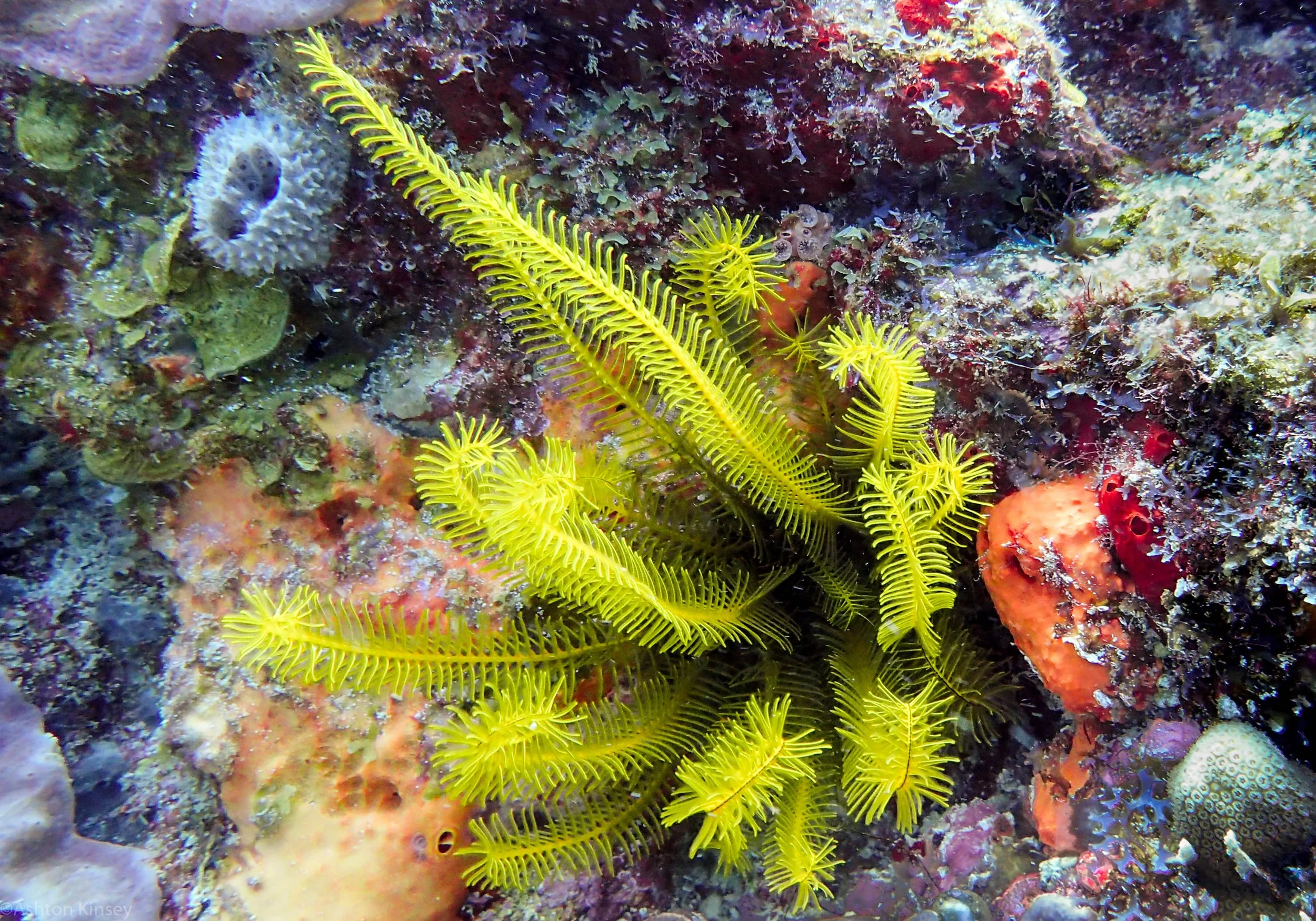 Sea Star.jpg