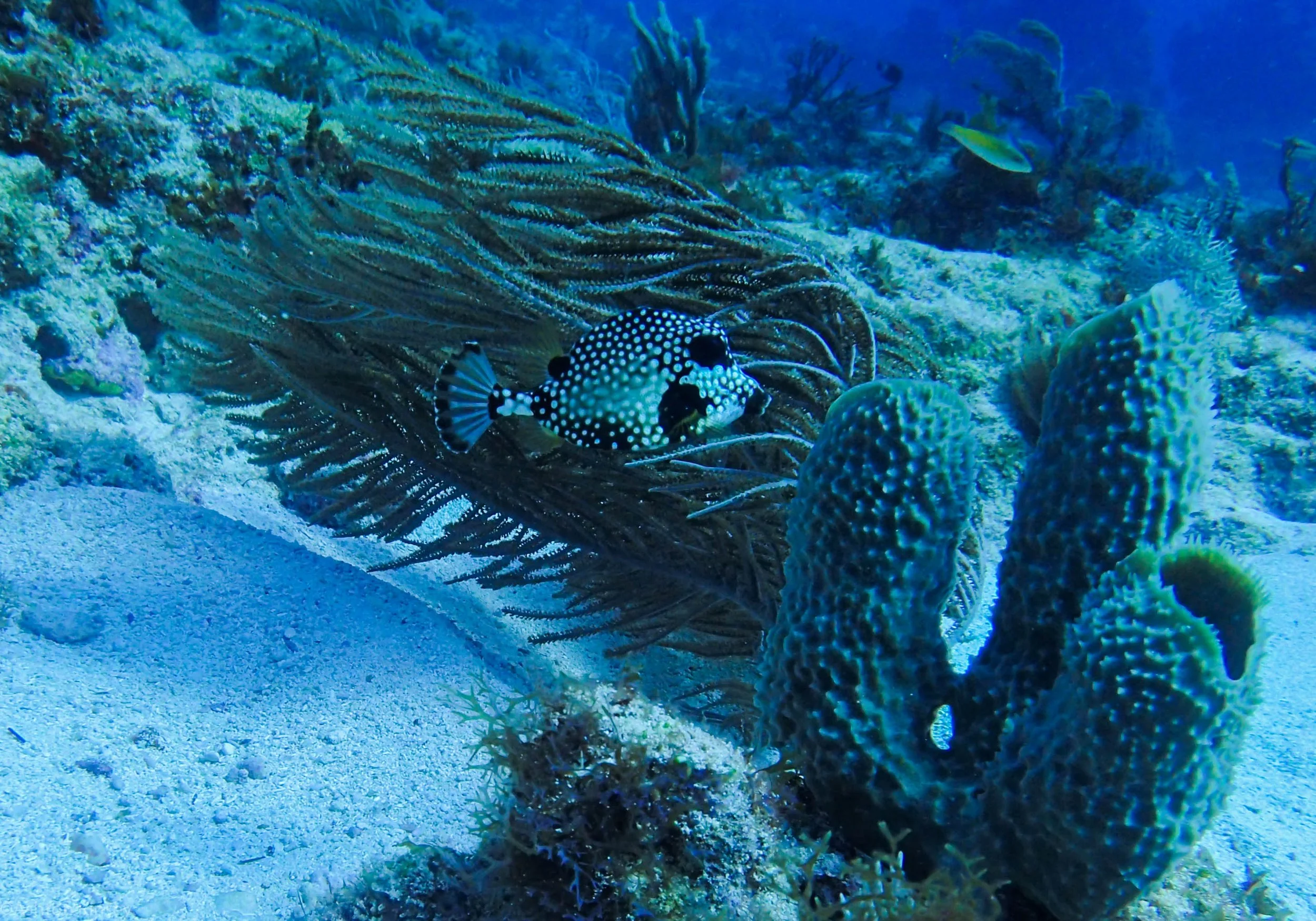 Trunk Fish.jpg