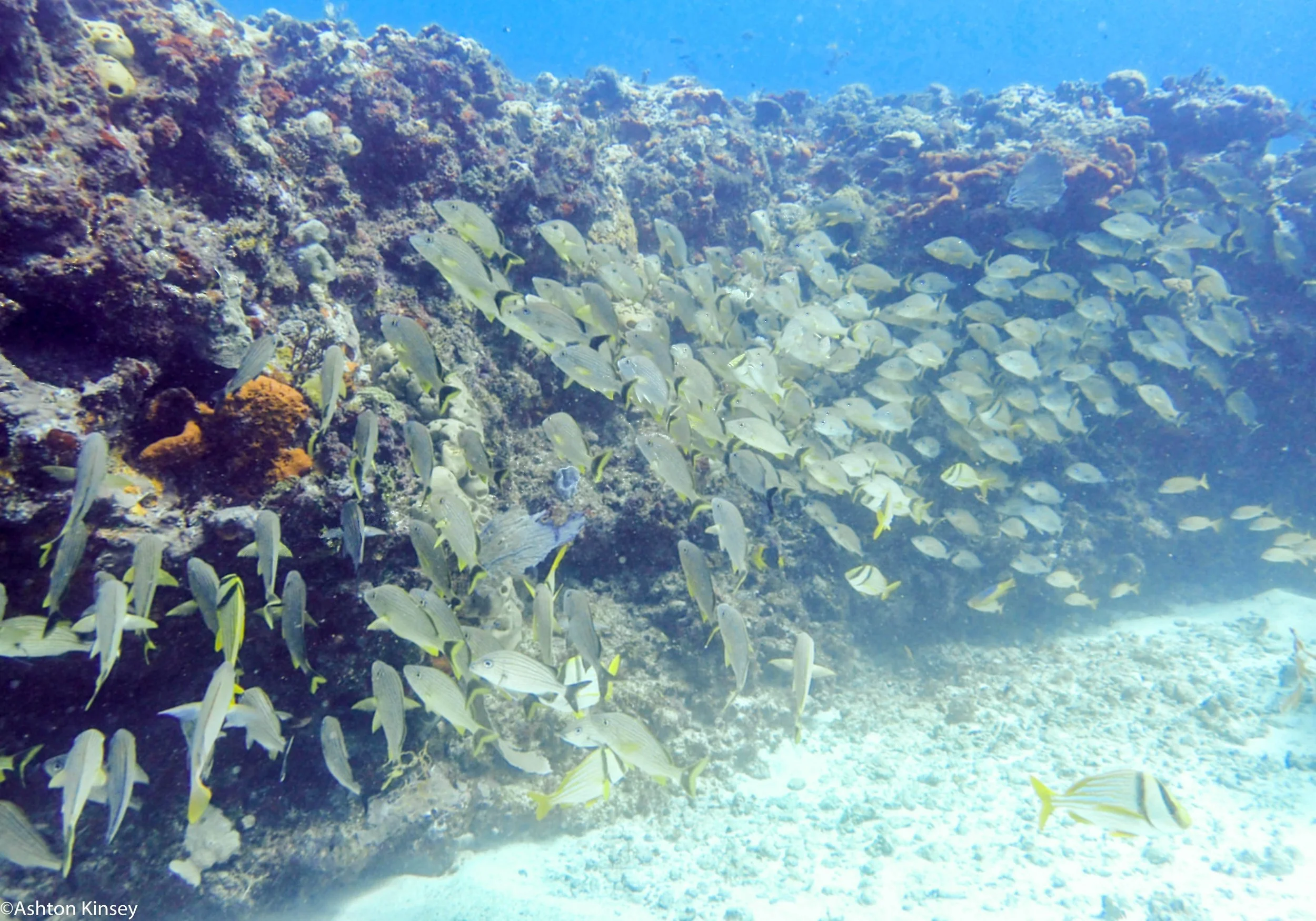 Wall Fish.jpg