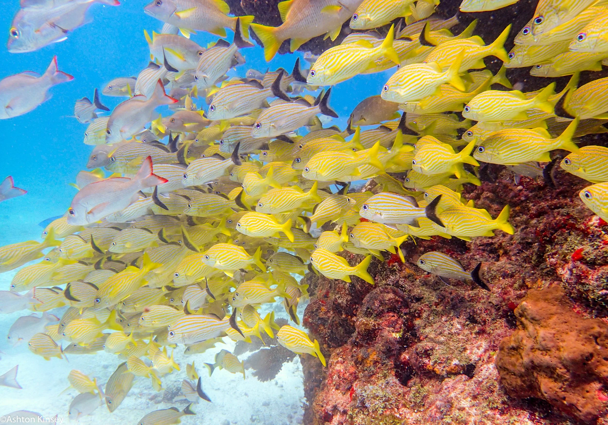 Fish school.jpg