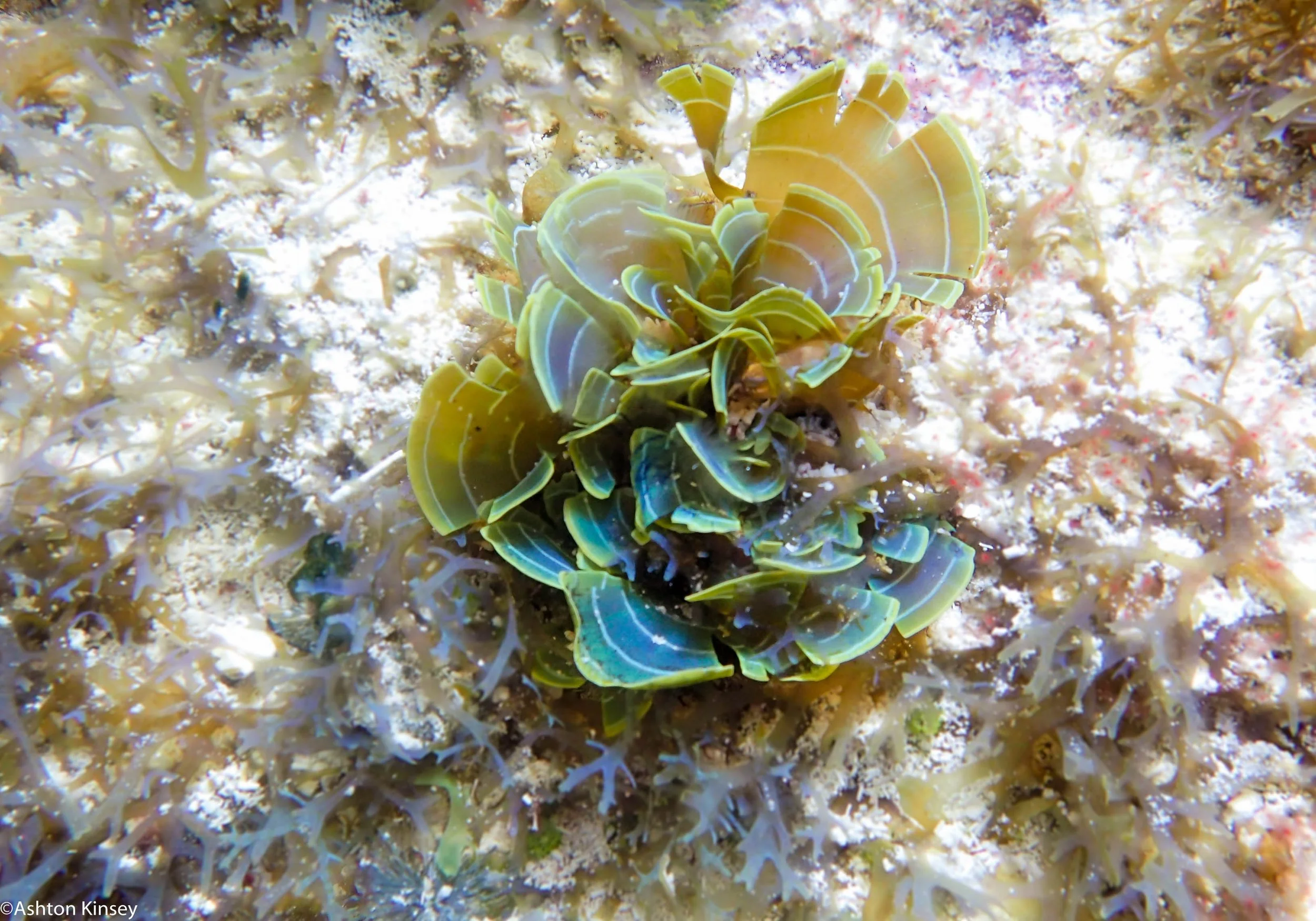 Macro Algea_.jpg