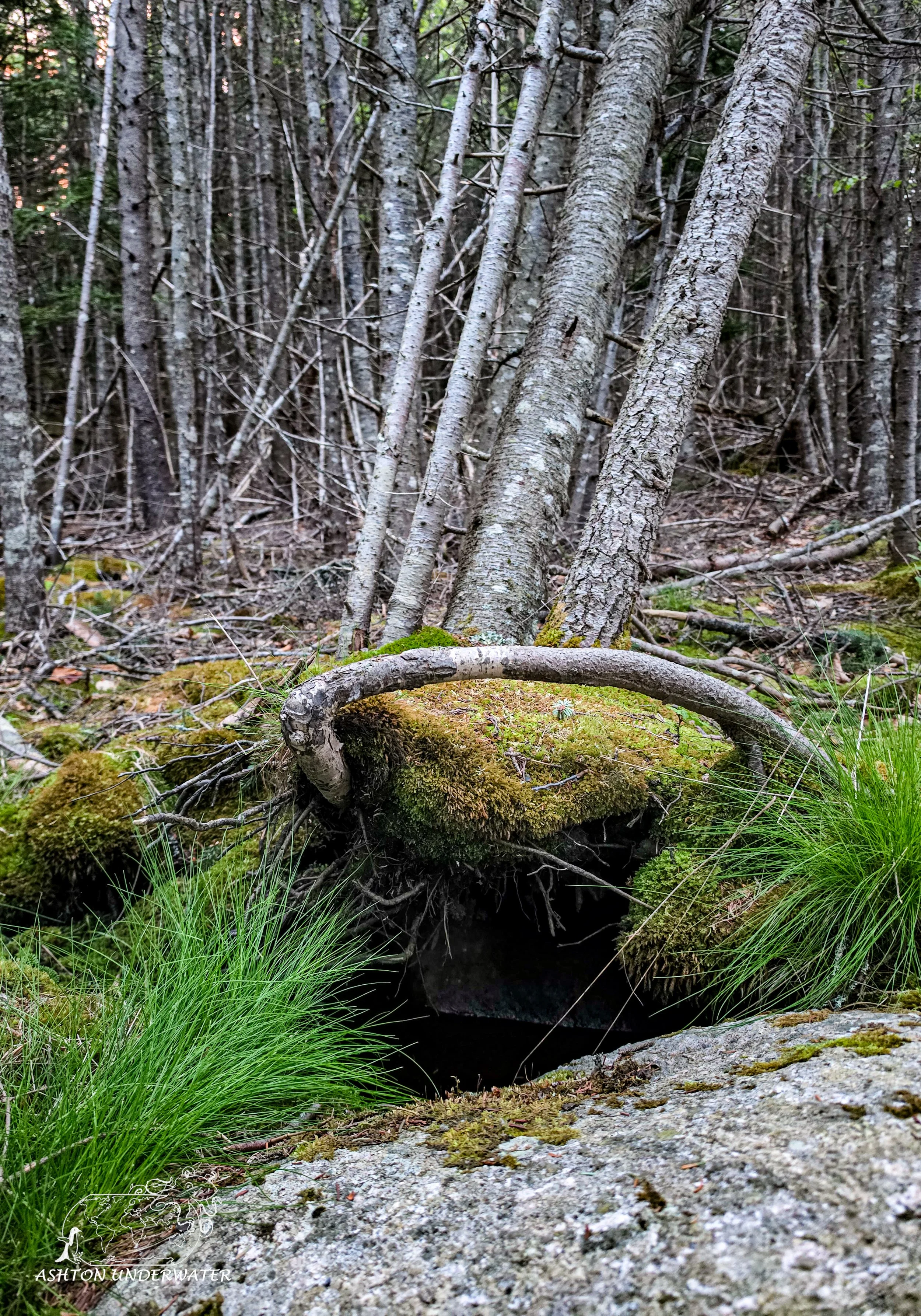 Maine-59.jpg