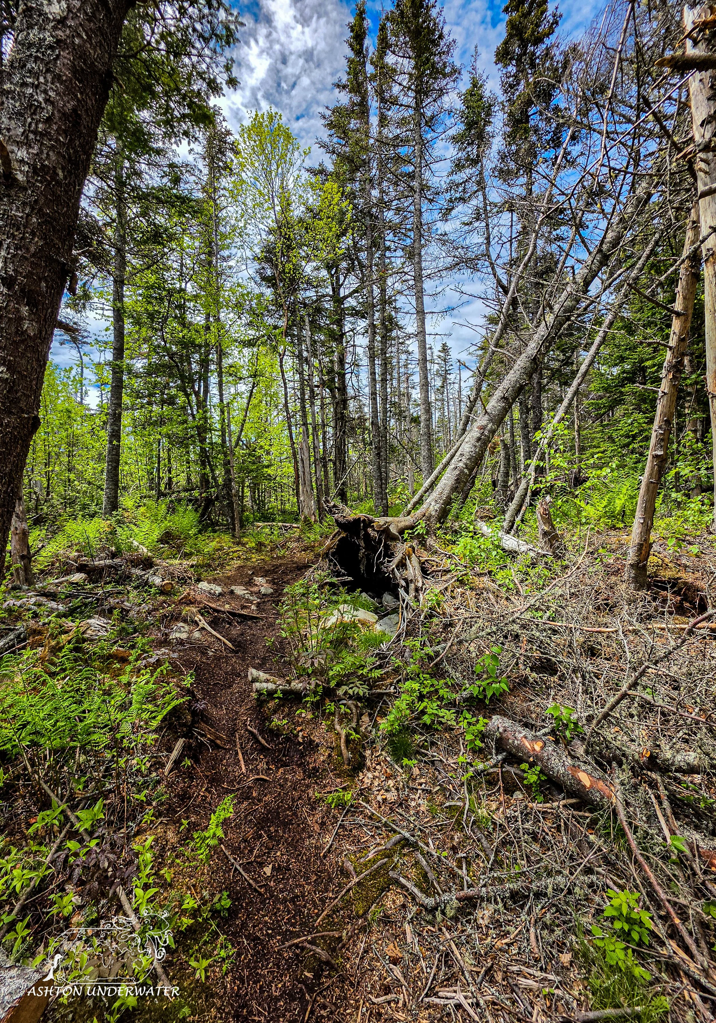 Maine-72.jpg