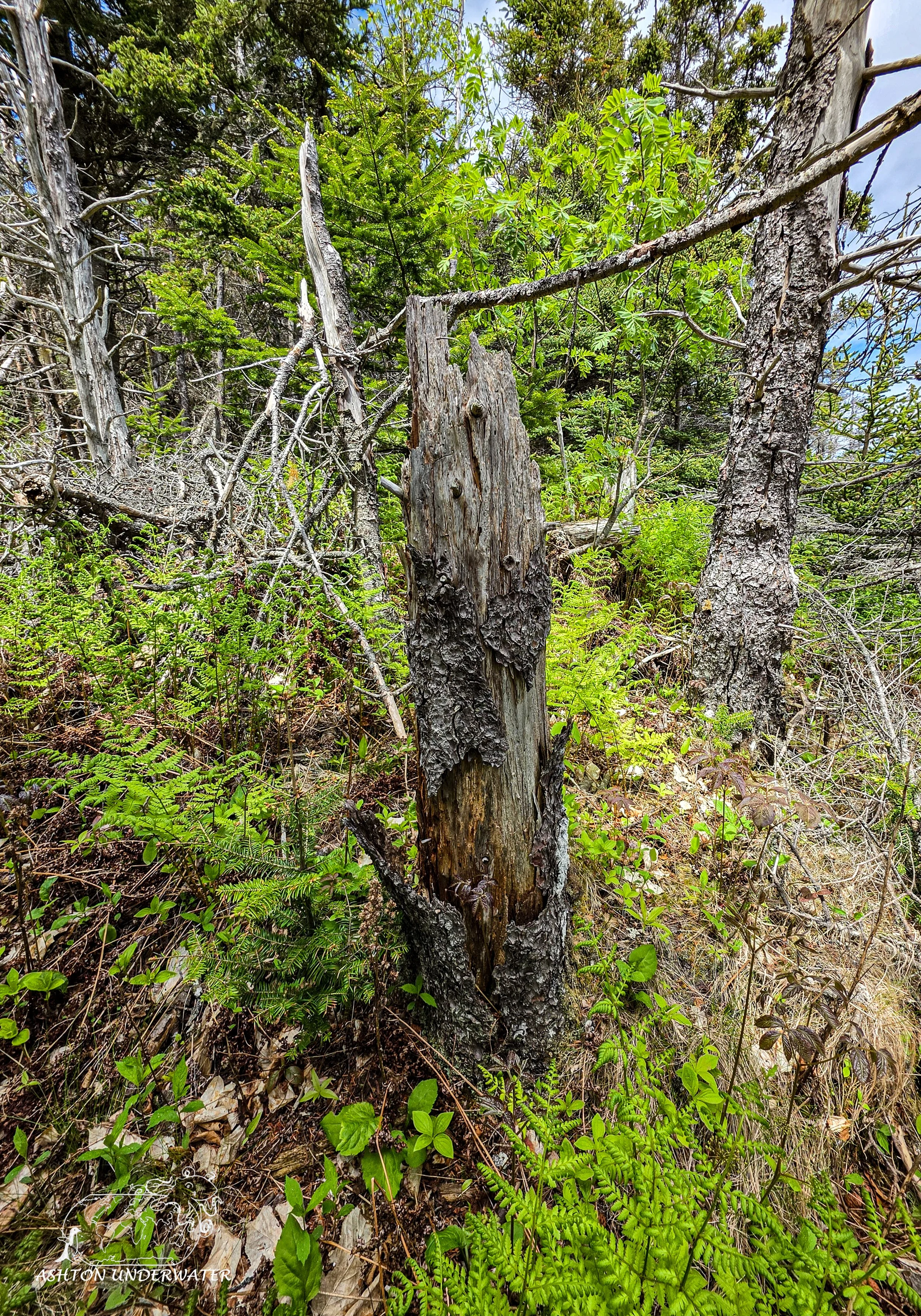 Maine-77.jpg