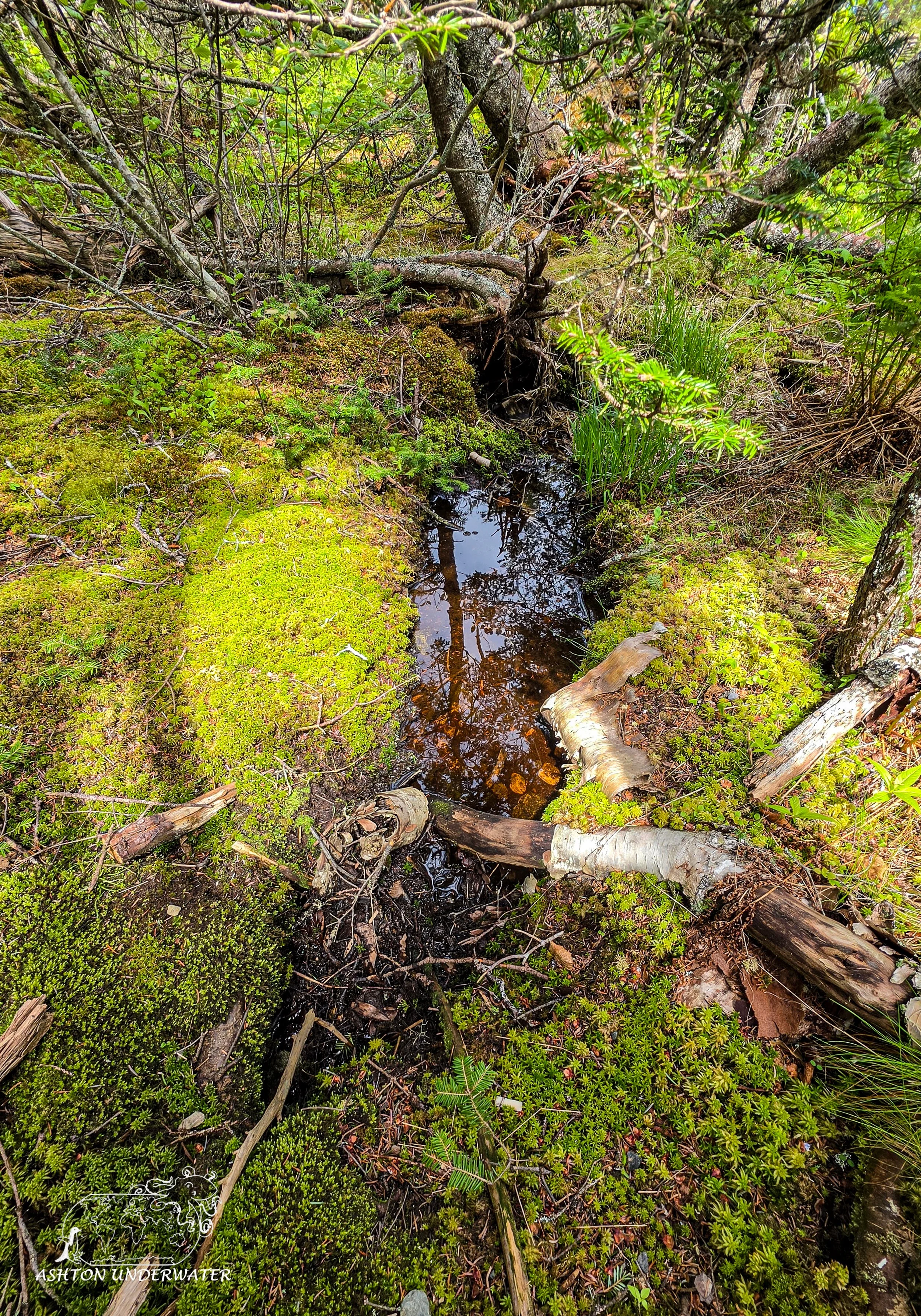 Maine-78.jpg