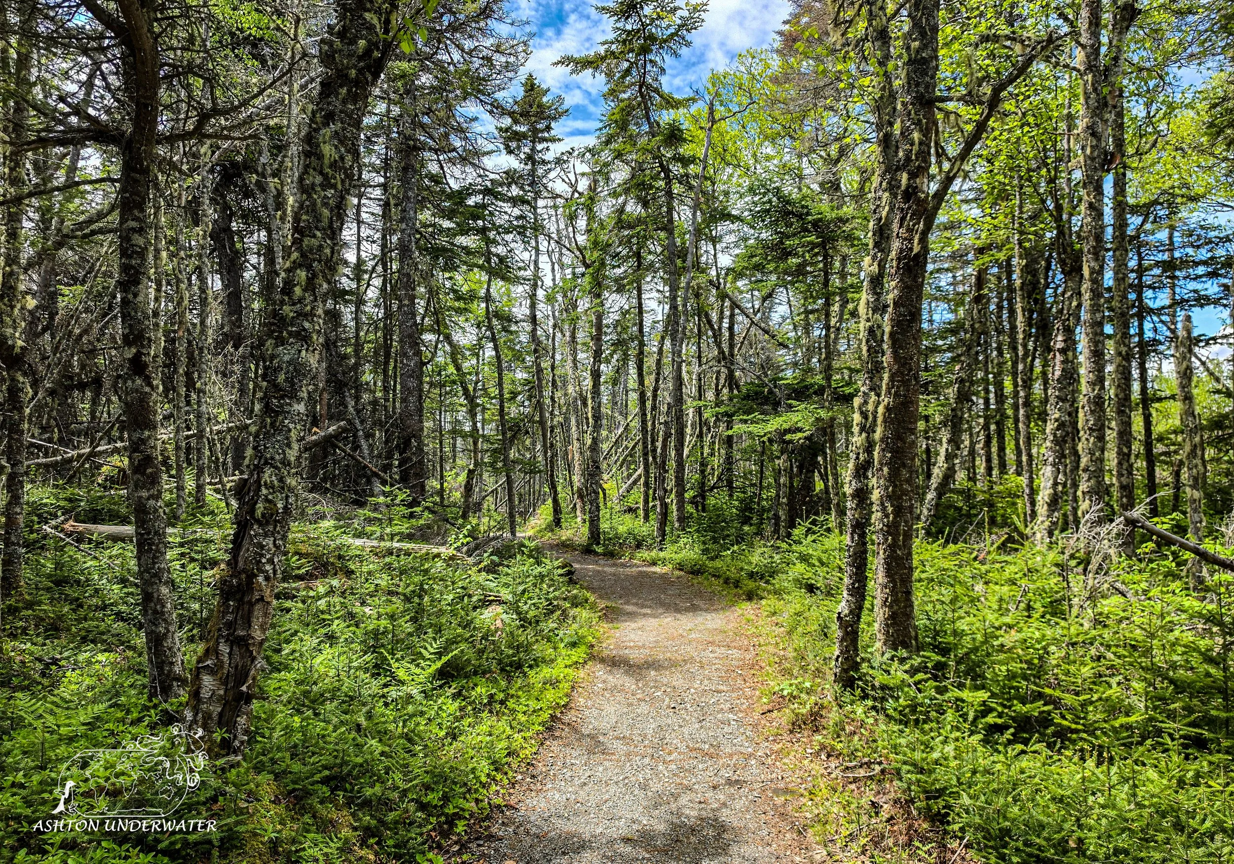 Maine-92.jpg