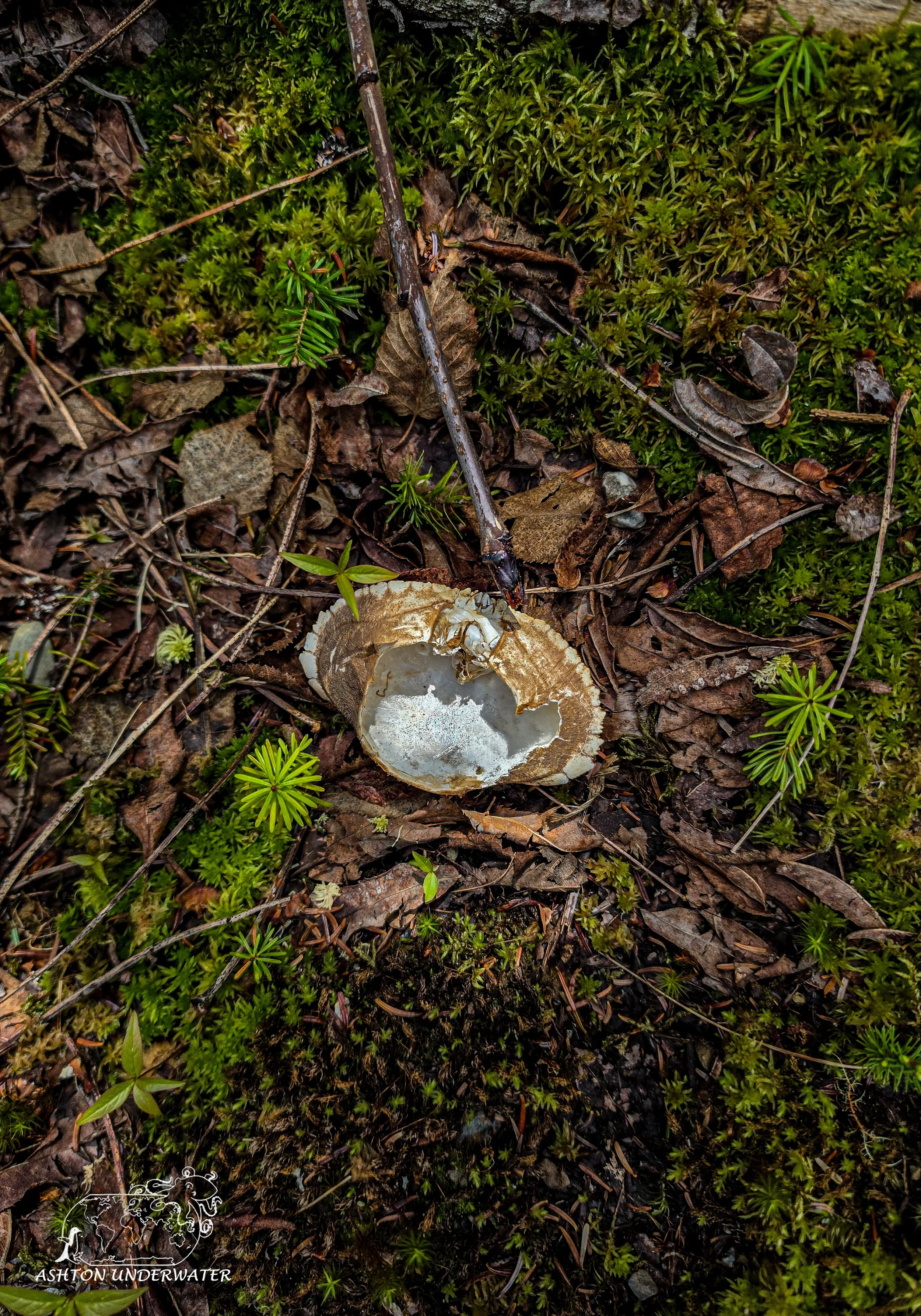 Maine-94.jpg