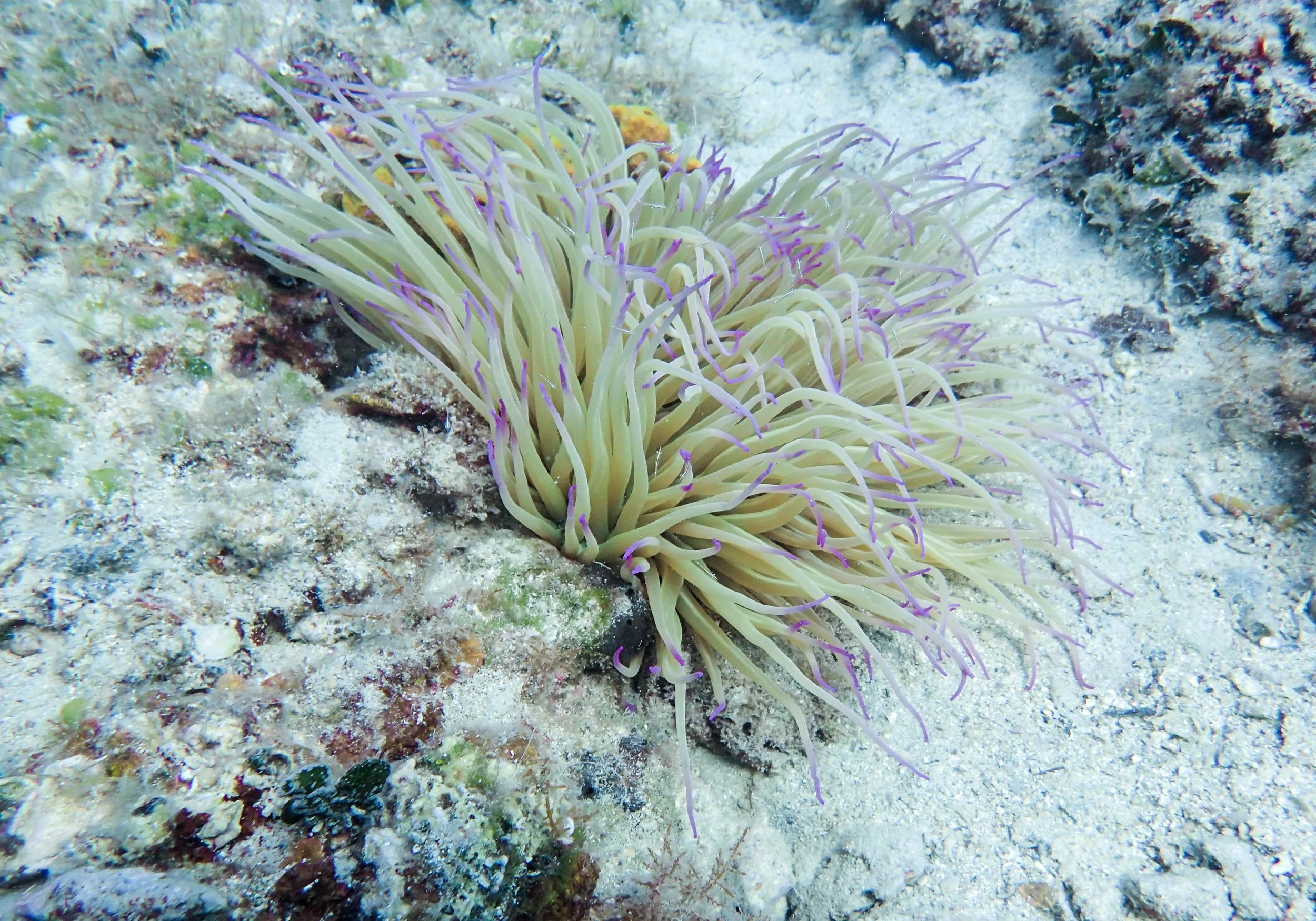 8.21 Dive 1-8.jpg