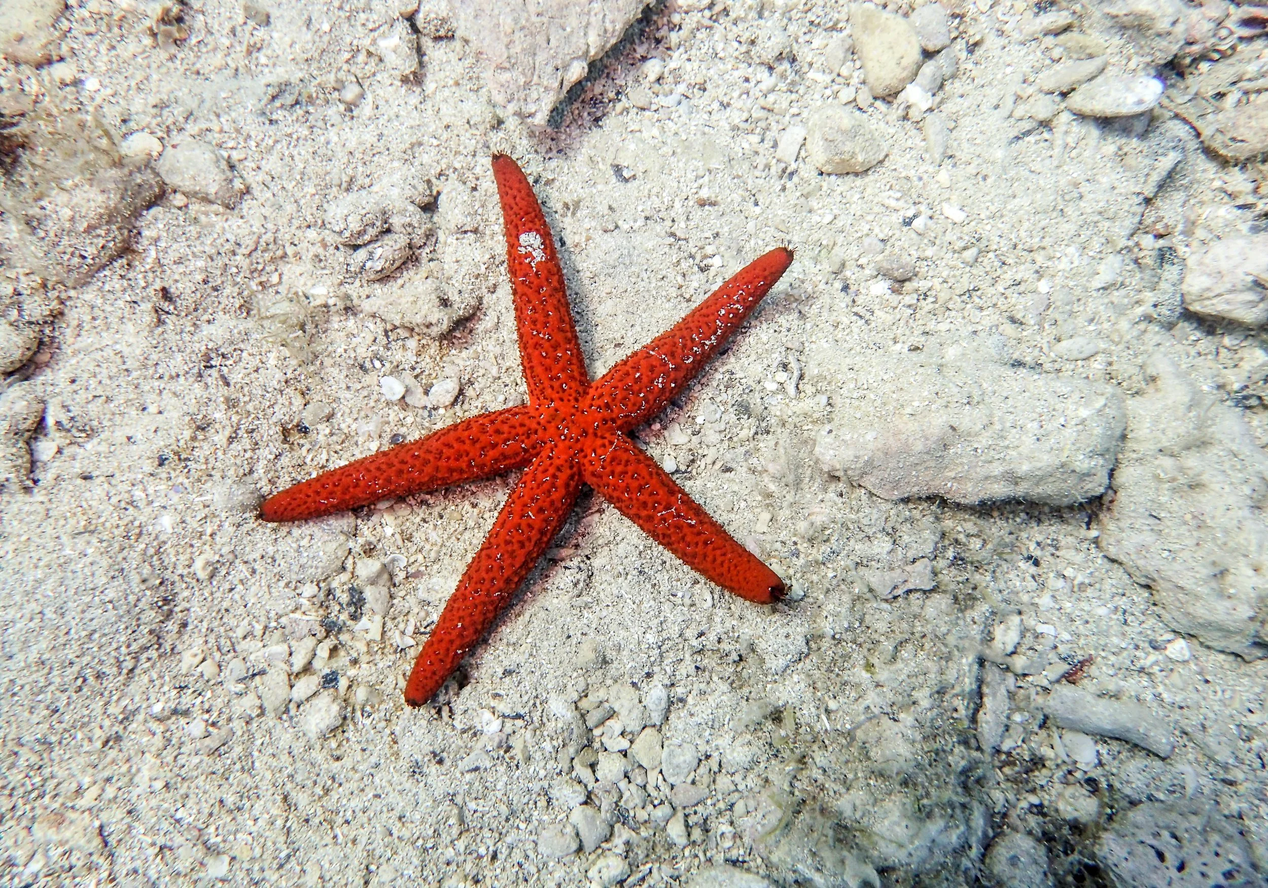 8.21 Dive 1-3.jpg