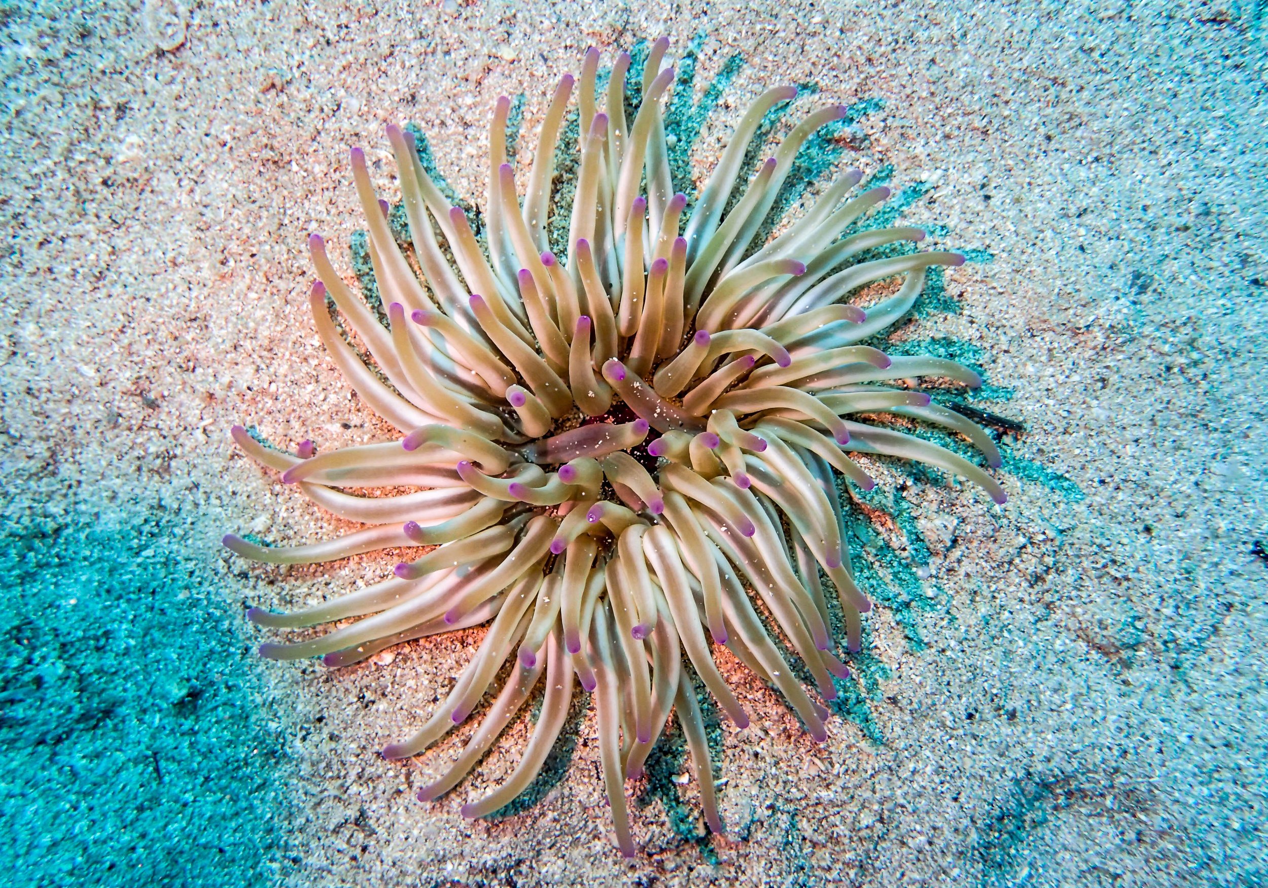 8.21 Dive 1-5.jpg