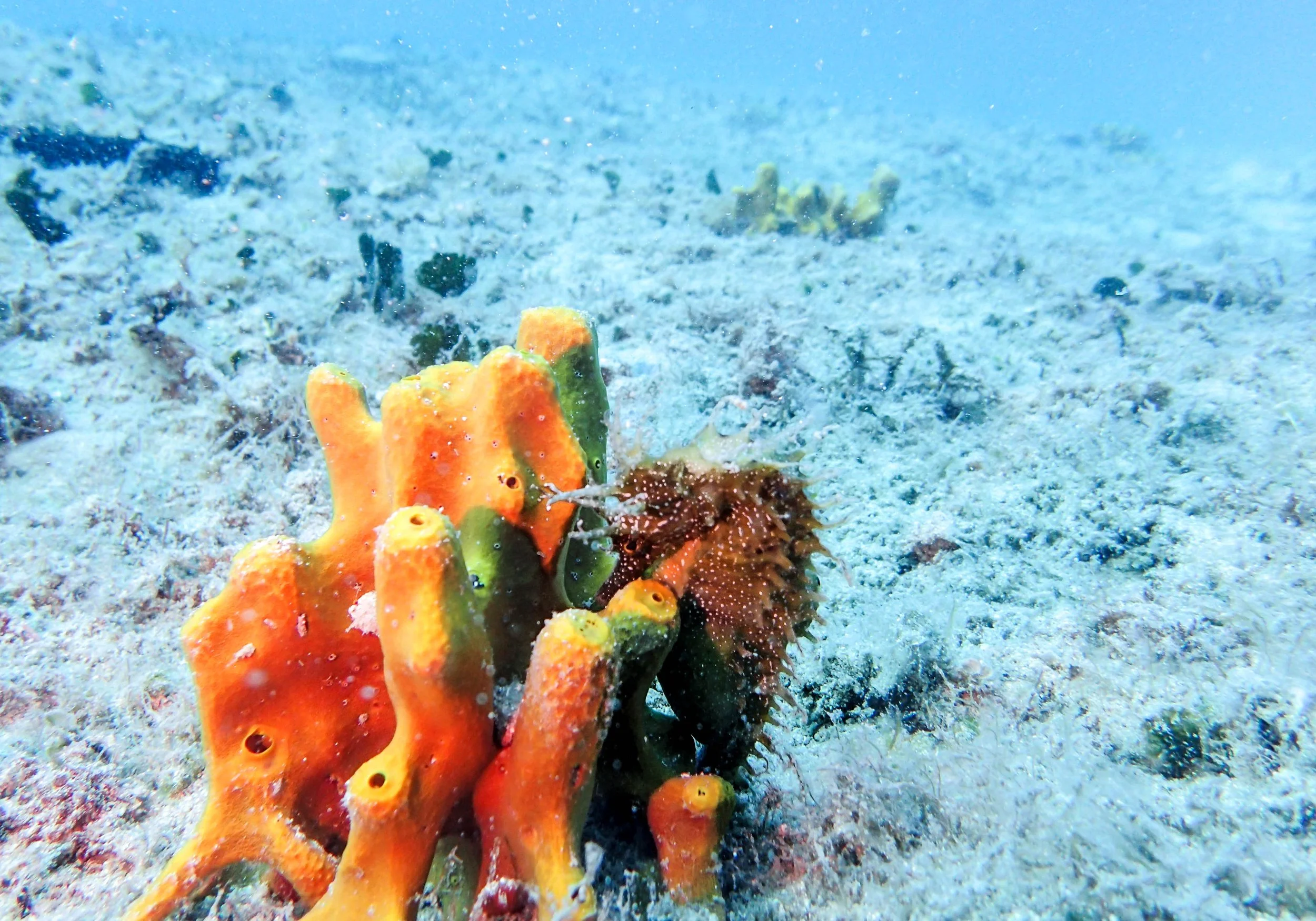 8.21 Dive 1-6.jpg