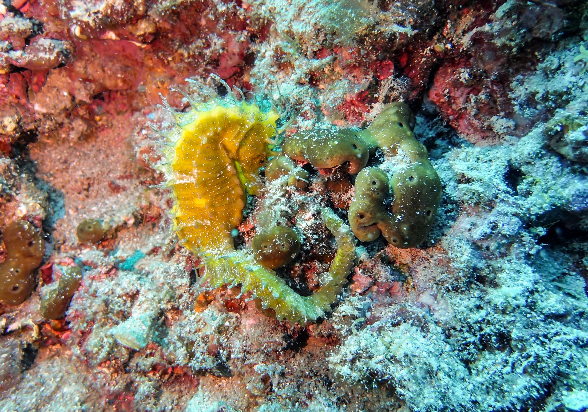 8.21 Dive 1-7.jpg