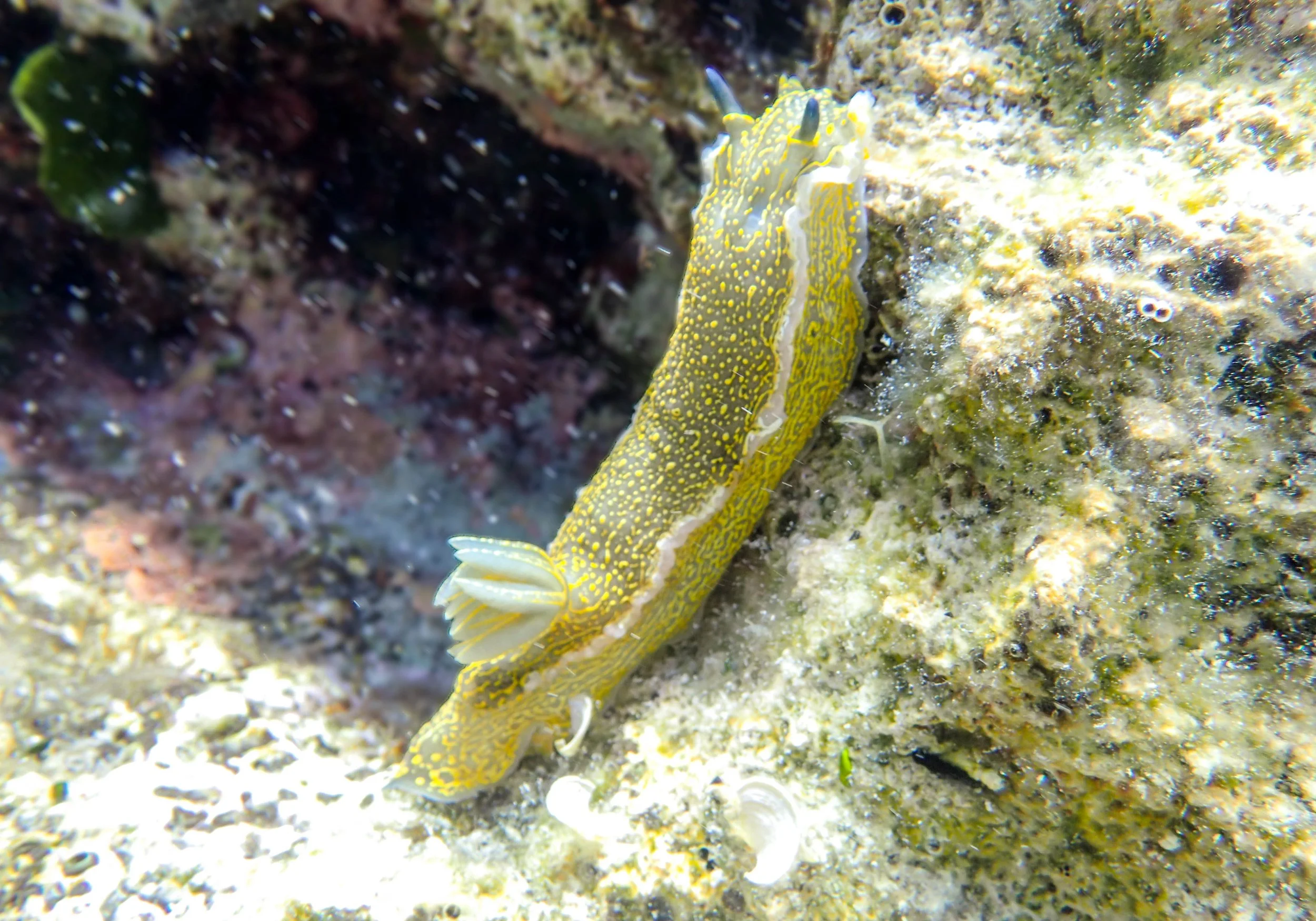 8.24 Korcula Hypselodoris elegans.jpg