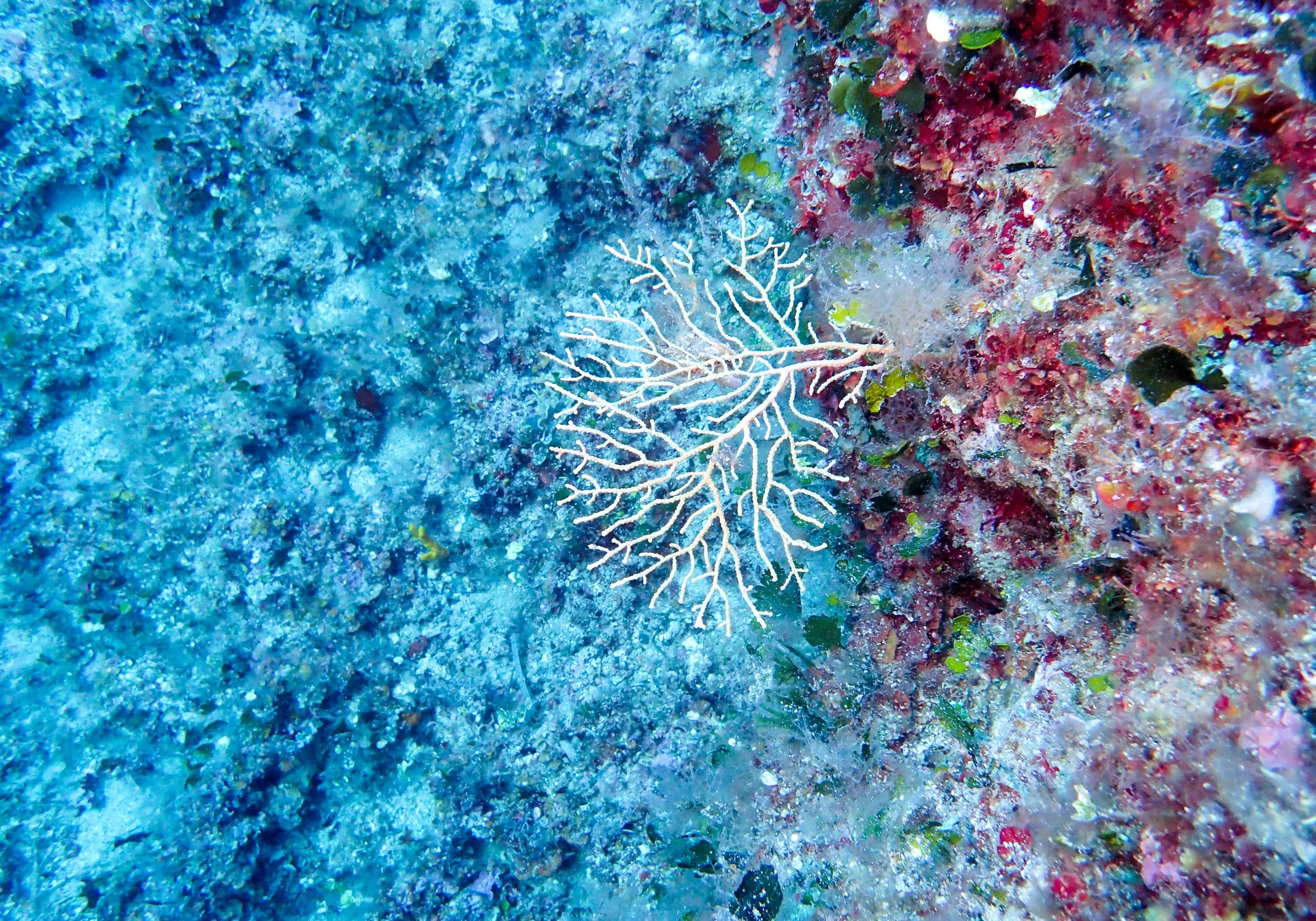 8.24 Korcula_.jpg