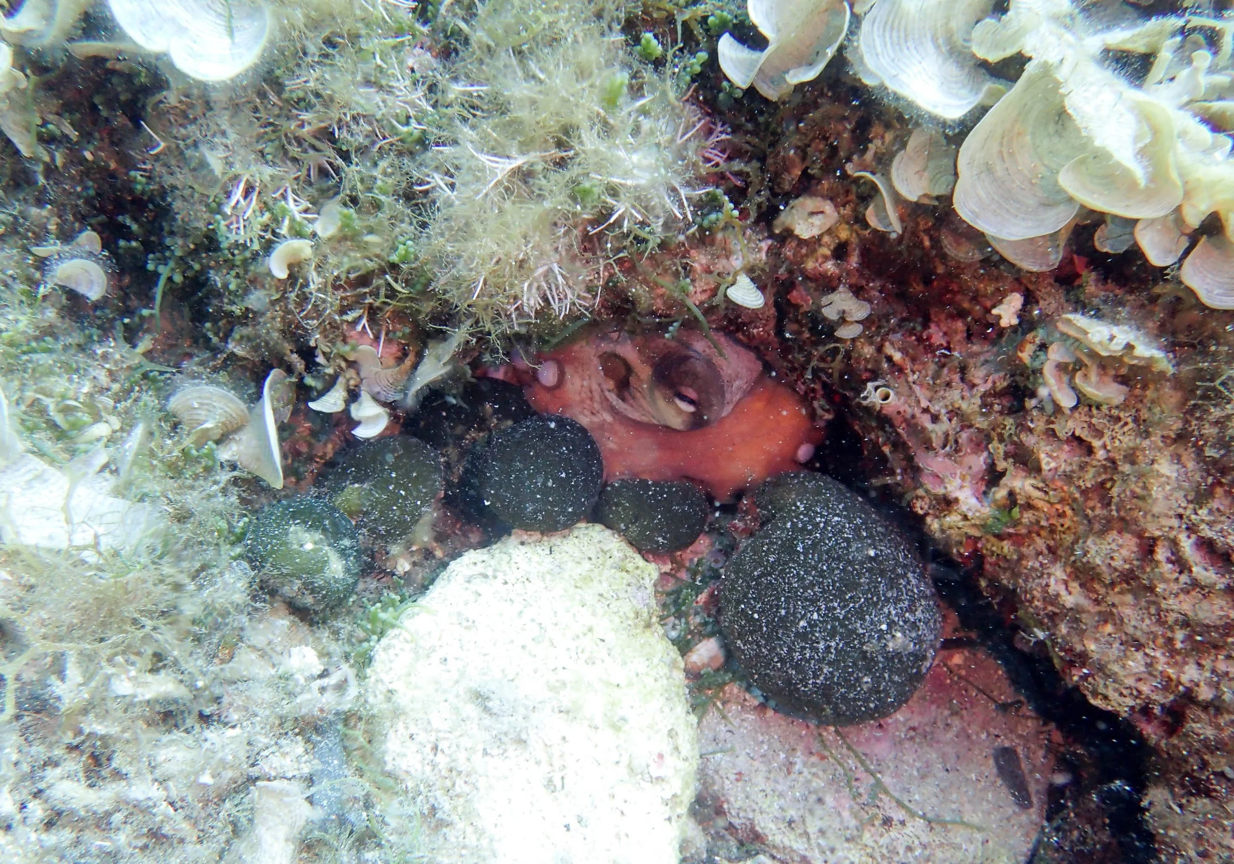 8.24 Korcula-2.jpg