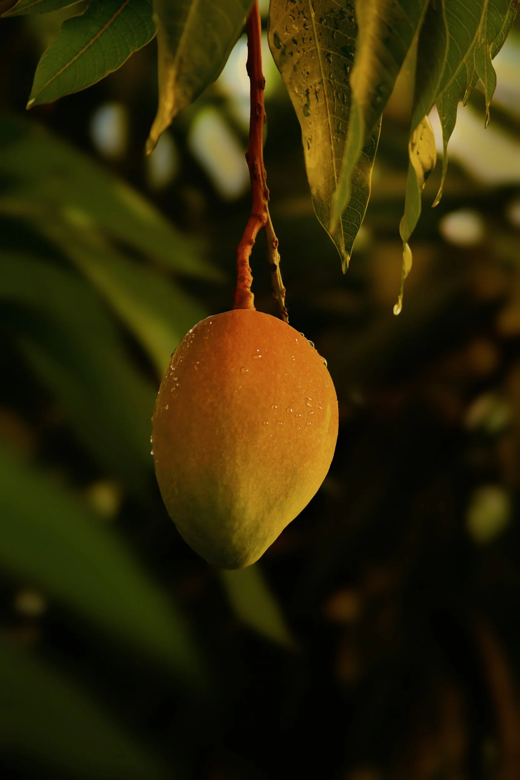 Orange-green gradient mango