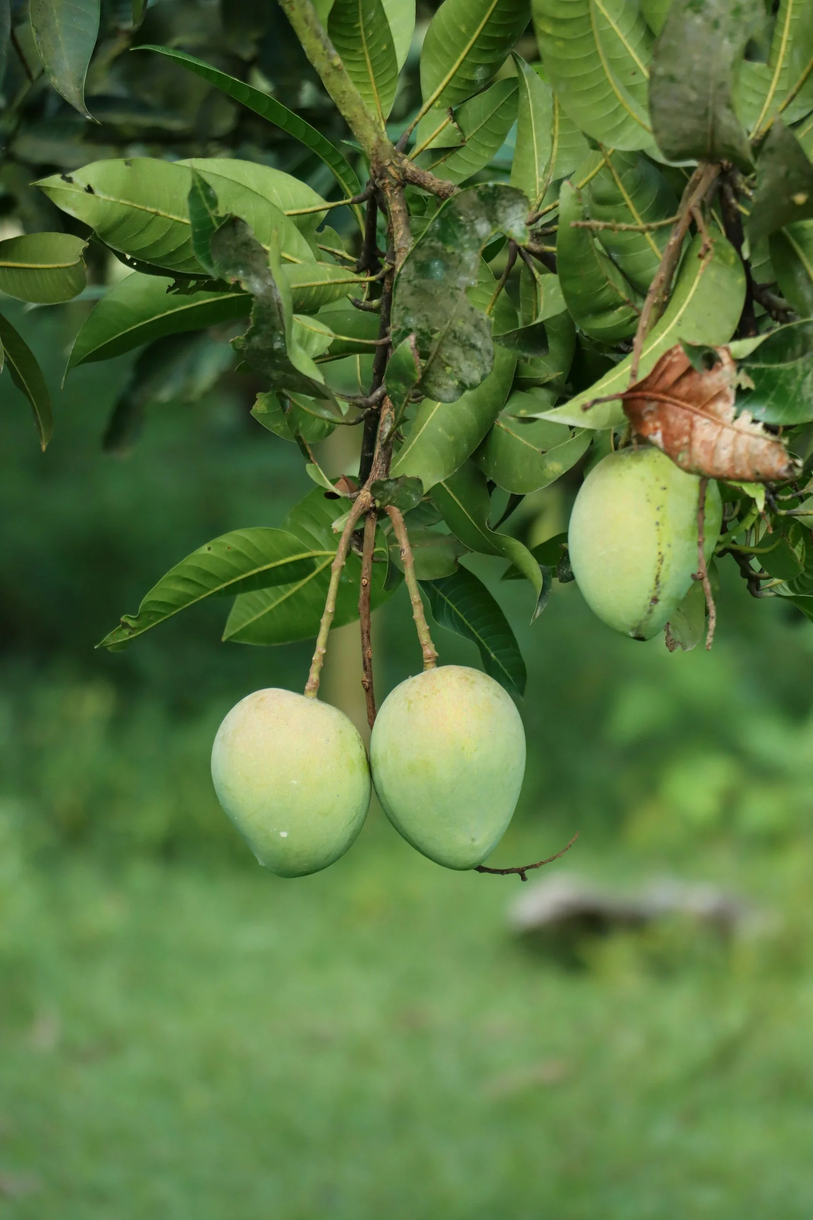 Two green mangoes hanging off of a branch