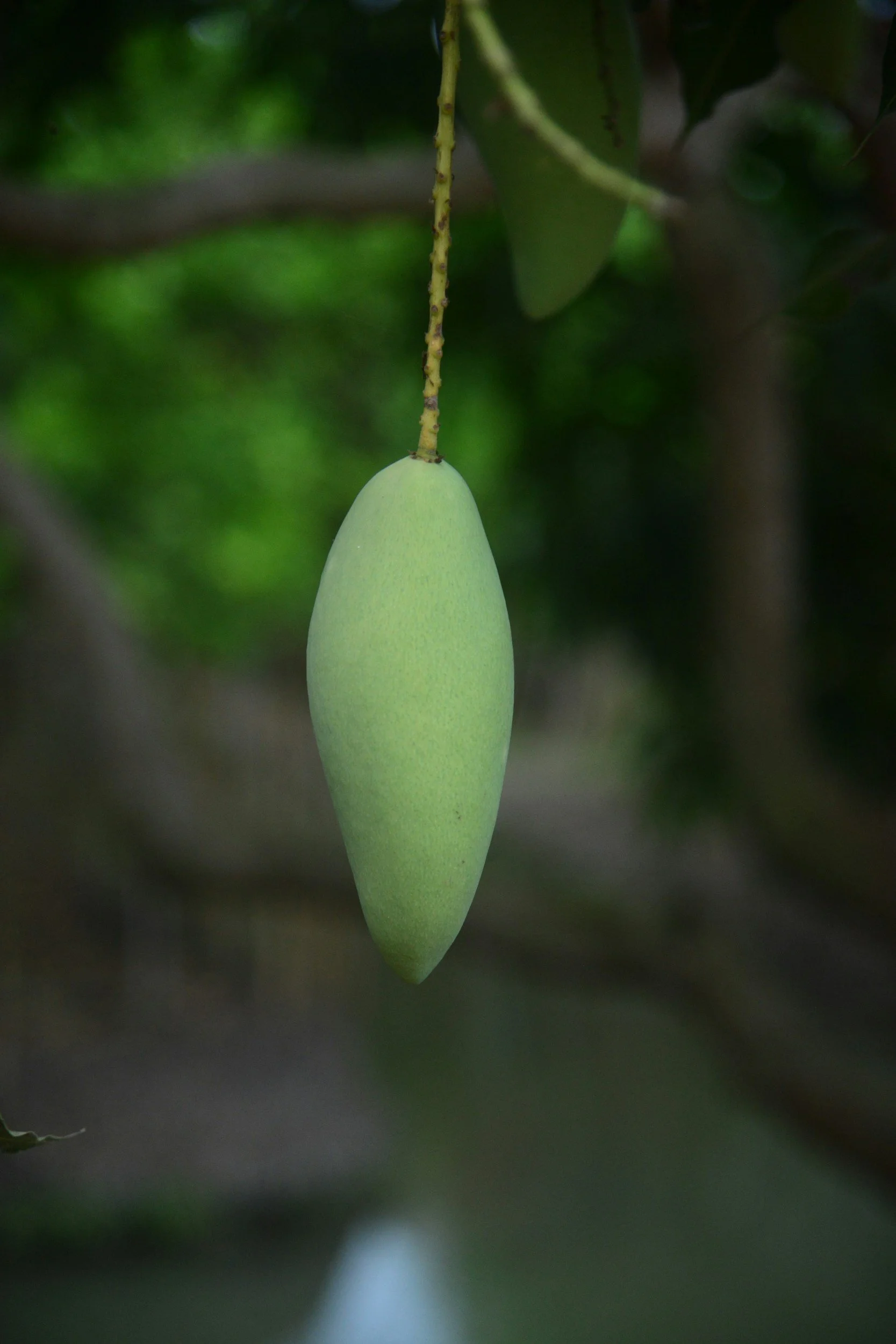 Green mango