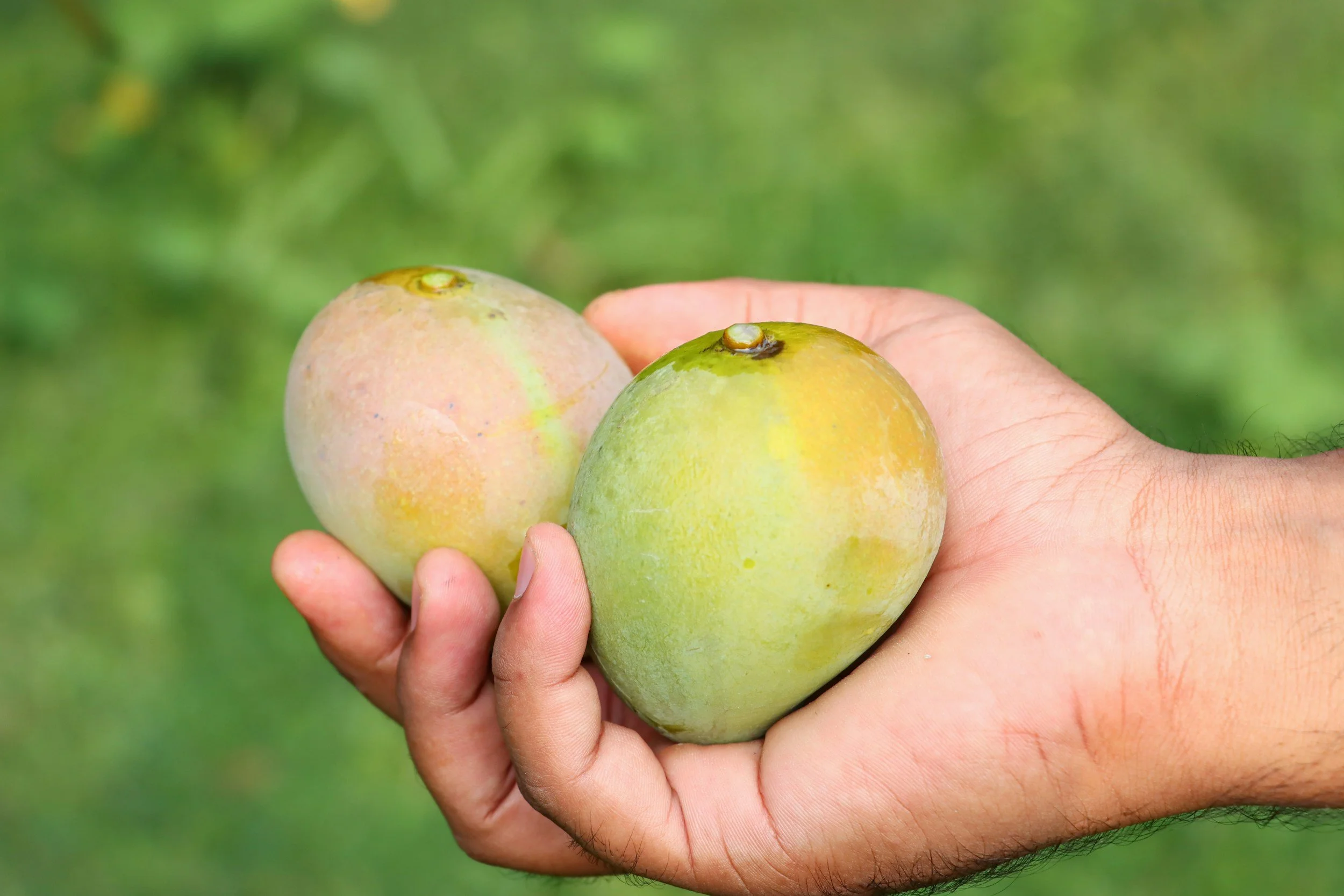 Brown hand holding two green-colored mangoes