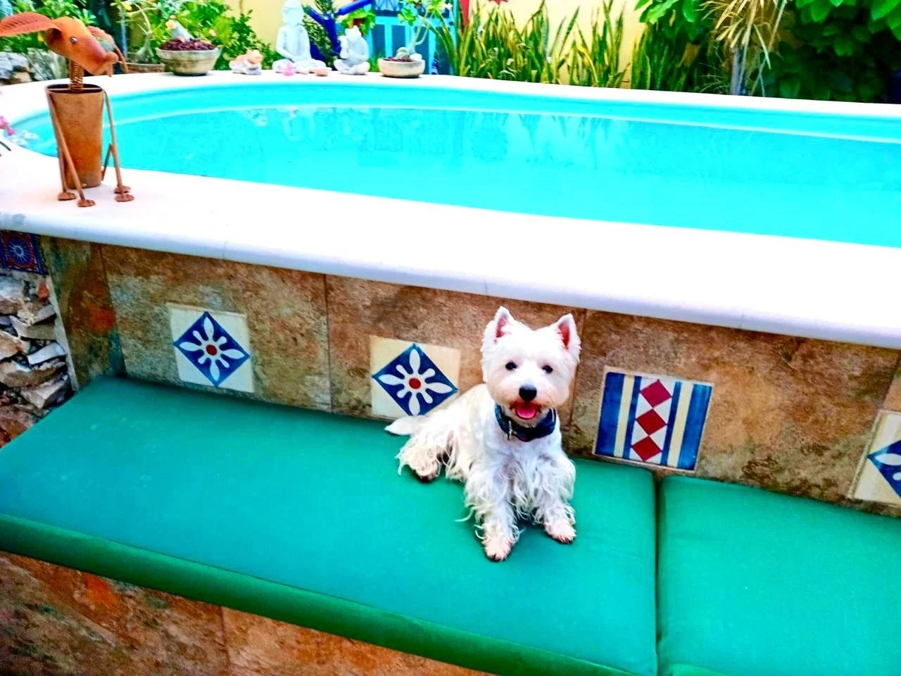 A small white dog with a collar sitting on a green cushioned bench beside a pool with decorative tiles on the wall behind it, and a garden with plants in the background.