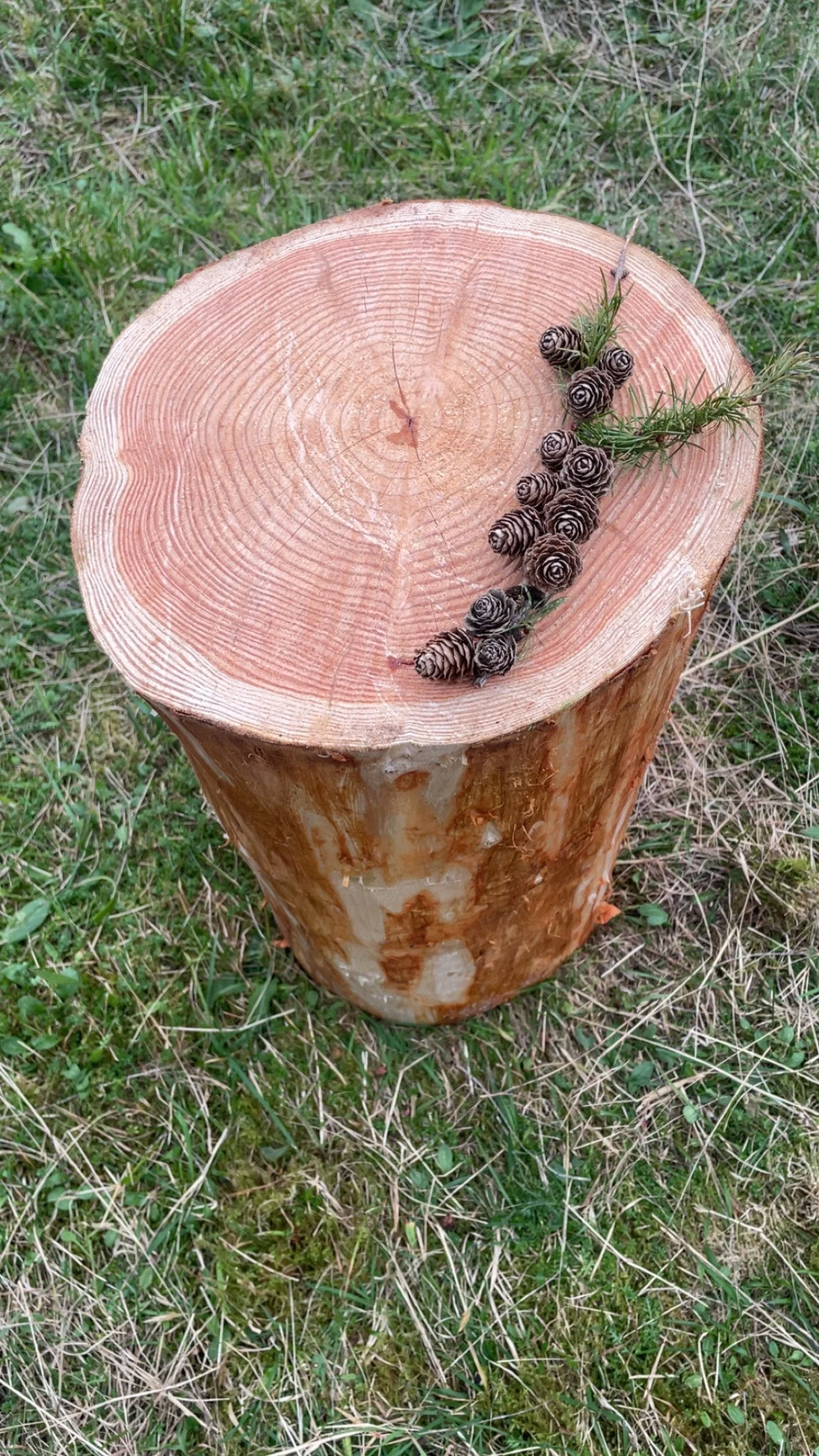 Et trestykke med en flat top, der har synlige årringer, plassert på bakken dekket av gress og små planter, med små kongler og noen grønne grener på toppen.