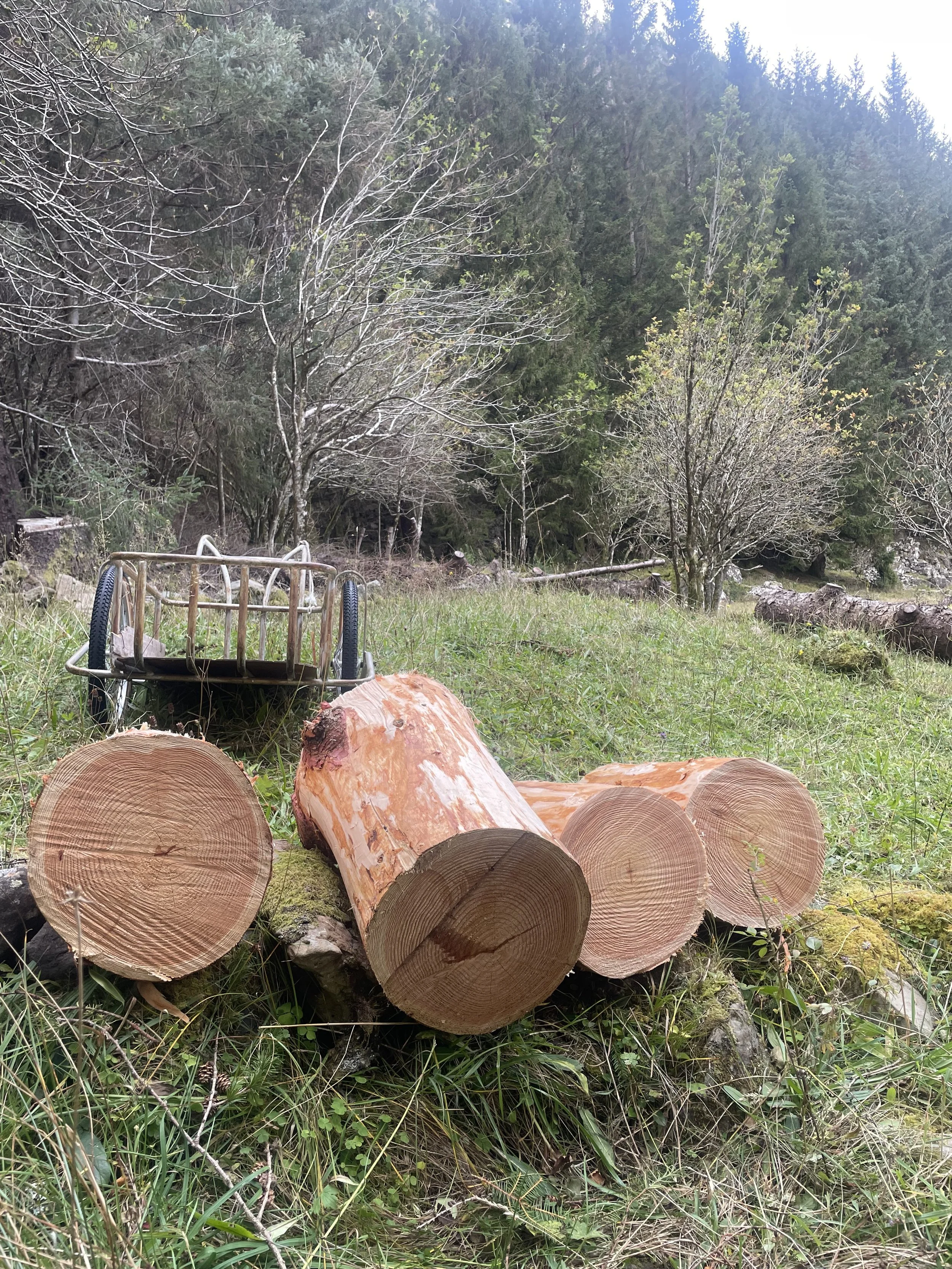 Hengrør med tre store kubber av treverk på en gruslagt sti i en skog, med grønne planter og trær i bakgrunnen.