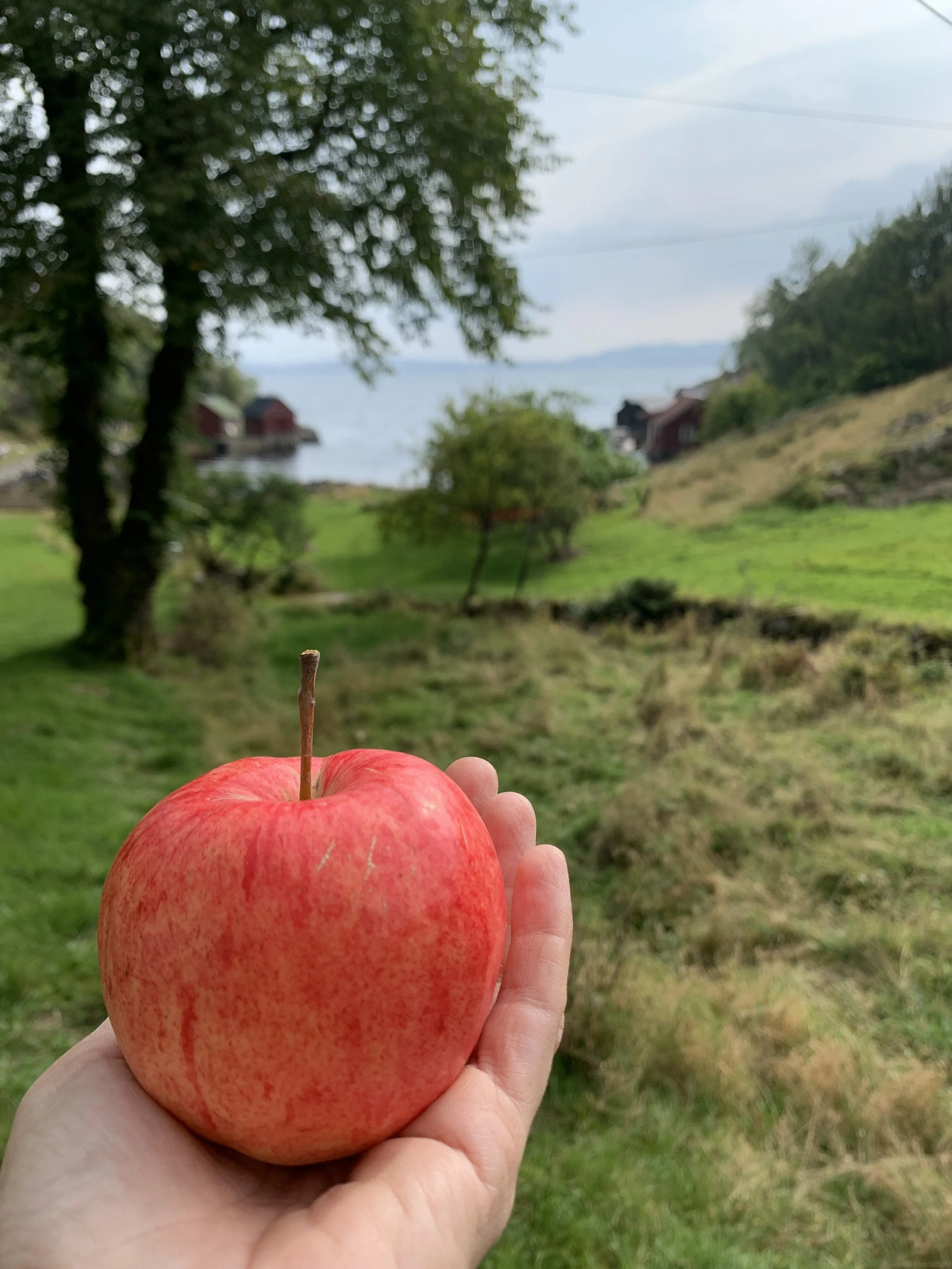 Et rødt eple holdt av en person foran et landskap med trær, vann og hus i bakgrunnen, under en overskyet himmel.