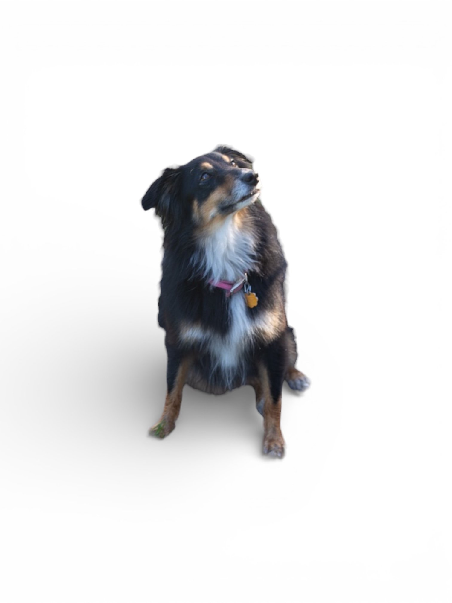 Happy dog in backyard of a pet-friendly rental home in Tampa, Florida