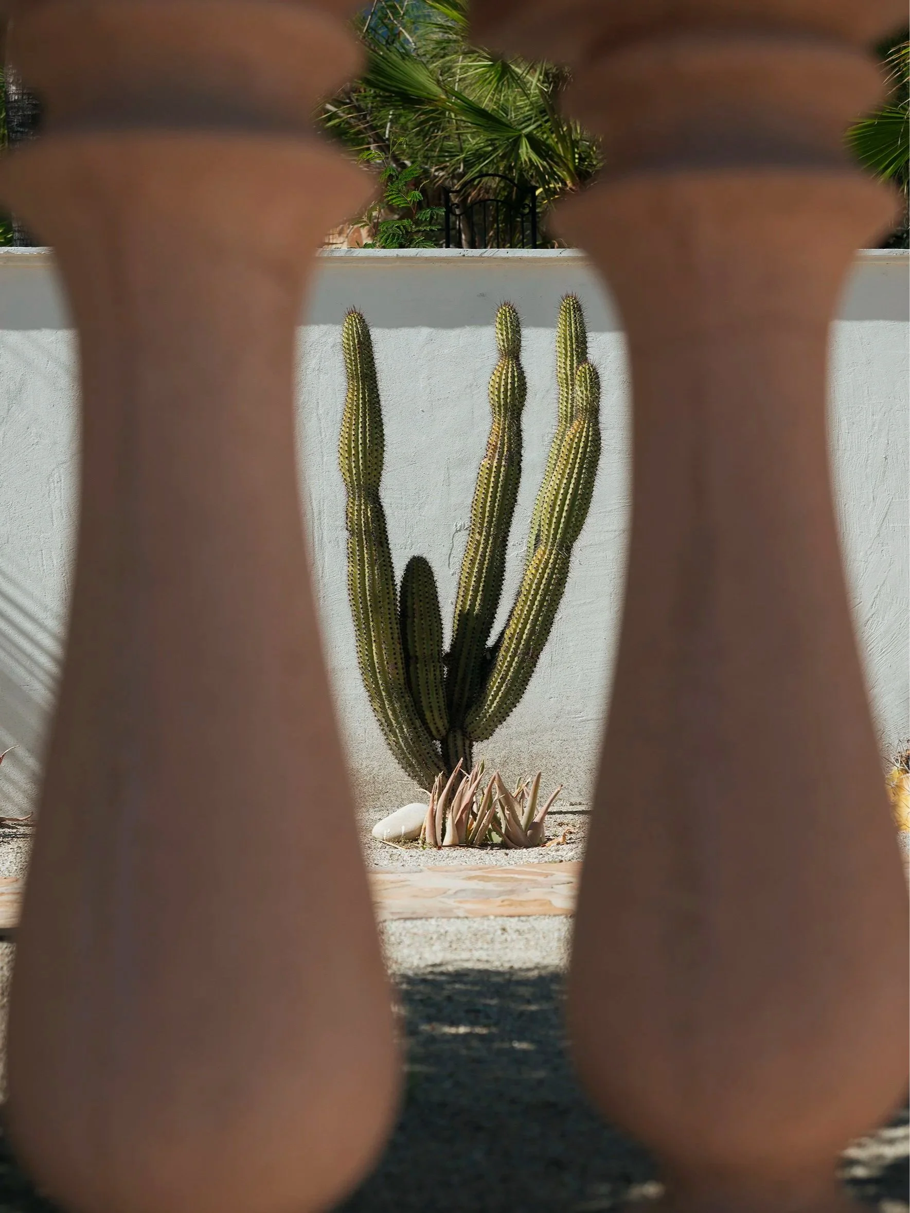 A view of tall cactus and succulents on a white wall, seen through the spaces between two blurred brown objects in the foreground, with green plants and palm leaves in the background.